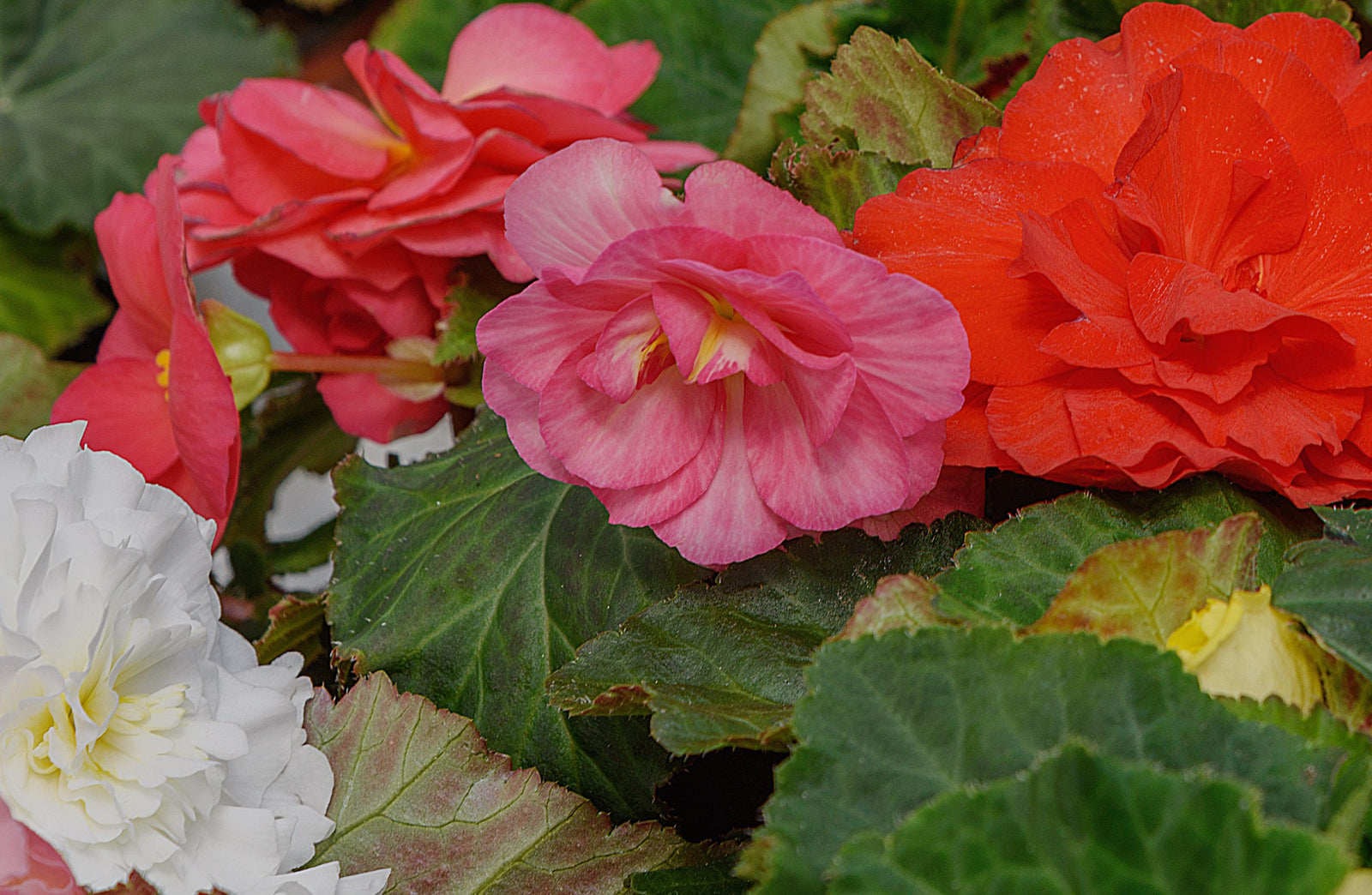 Begonia 'Non-Stop' | Tray of 6 Mixed Plants