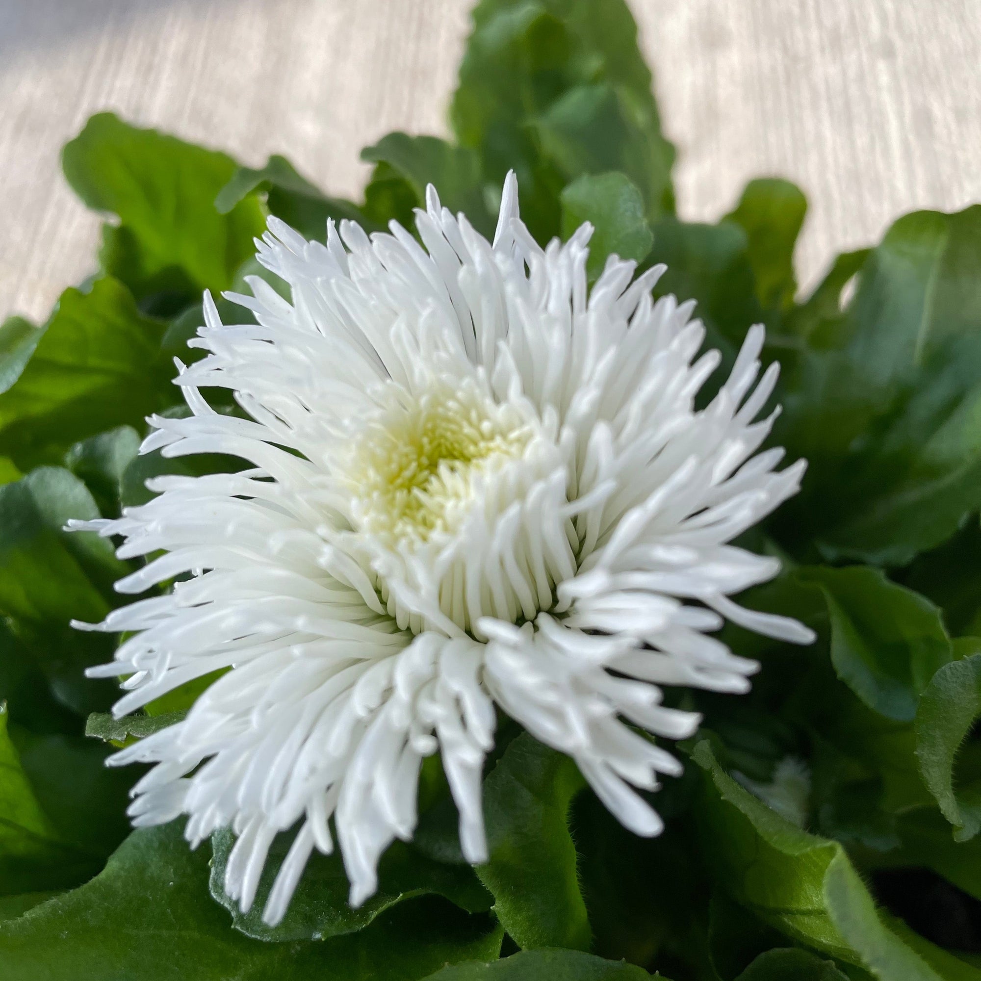 Bellis Daisy Perennial - White 1.5L