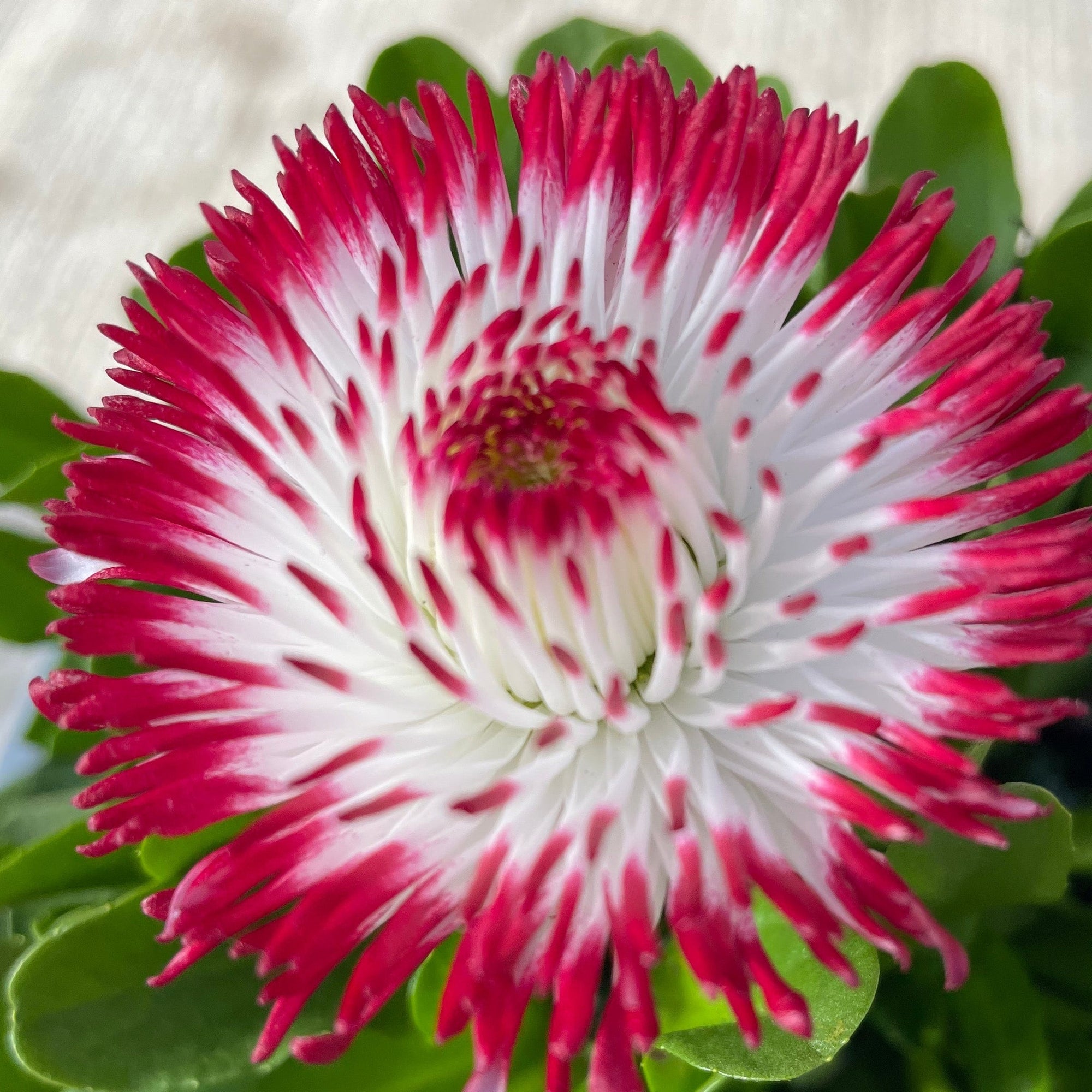 Bellis Perennial - White with Red Tips - 1.5L