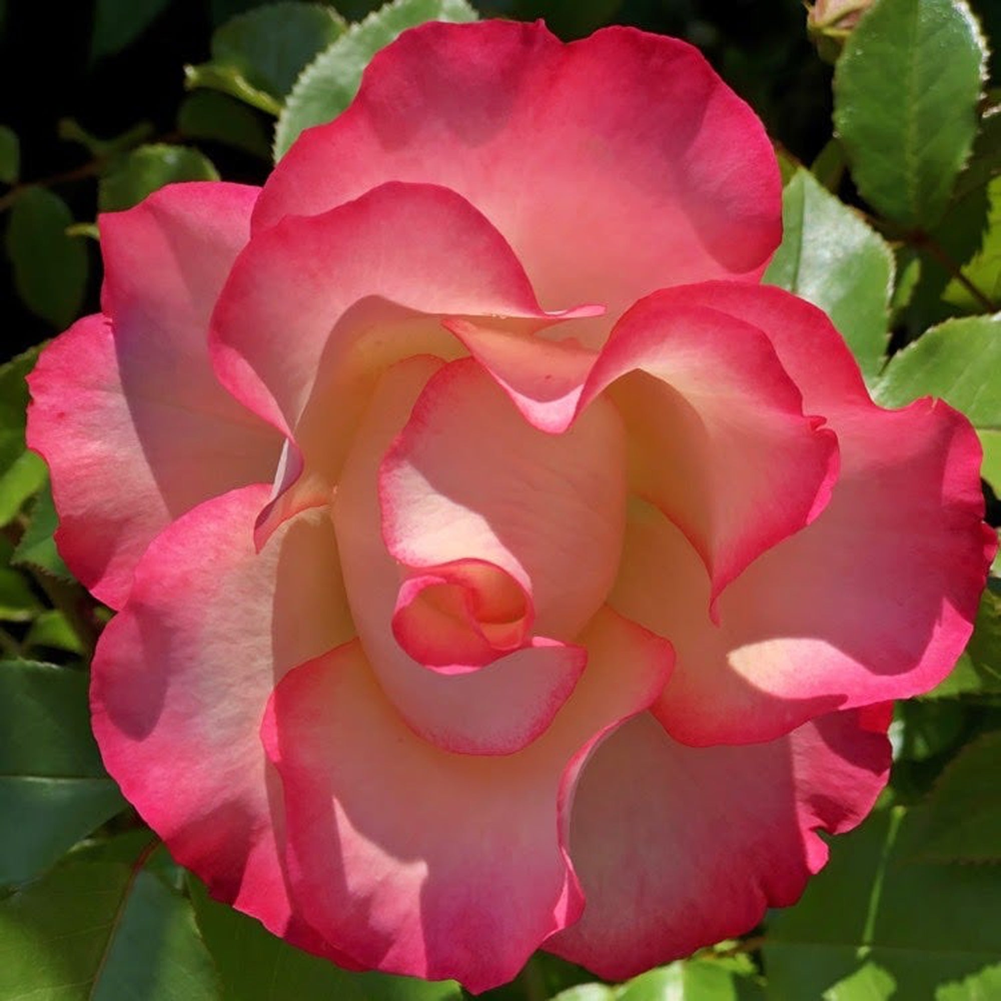 Rose Birthday Girl ‘Meilasso’ | Floribunda Rose | 4L Potted Rose