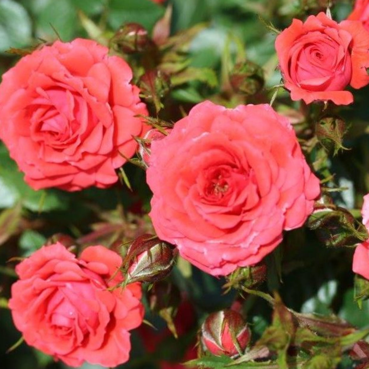 The Rose Birthday Wishes Patio Rose in a 4L pot (PRE ORDER DECEMBER &#39;25) features bright pink, densely petalled blooms surrounded by green leaves and rosebuds, beautifully captured at various stages of blossoming.