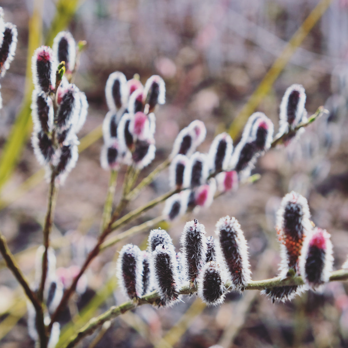Fuzzy, gray catkins of the Salix gracilistyla &#39;Mount Aso&#39; Shrub - Pussy Willow (I am Black Cat) 3L grow on slender branches with touches of pink, evoking early spring scenes near Mount Aso.