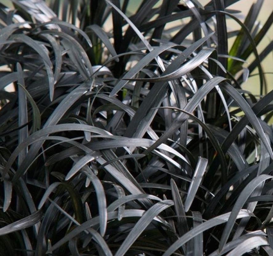 Close-up of Ophiopogon planiscapus Nigrenscens 'Black Mondo Grass' 2L, showing its dense, glossy, dark grass-like leaves. Long, arching blades create a striking, textured ground cover against a subtly blurred background.
