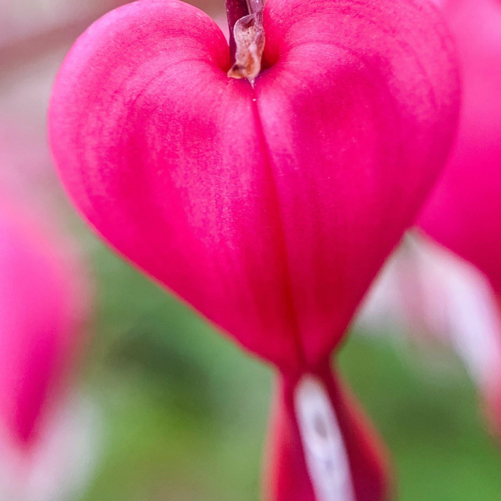 Close-up of Dicentra Spectabilis 'Bleeding Heart' Pink (6cm - 2L) flowers, with heart-shaped pink and white blooms on curved stems—an enchanting, shade-loving perennial perfect for any garden.