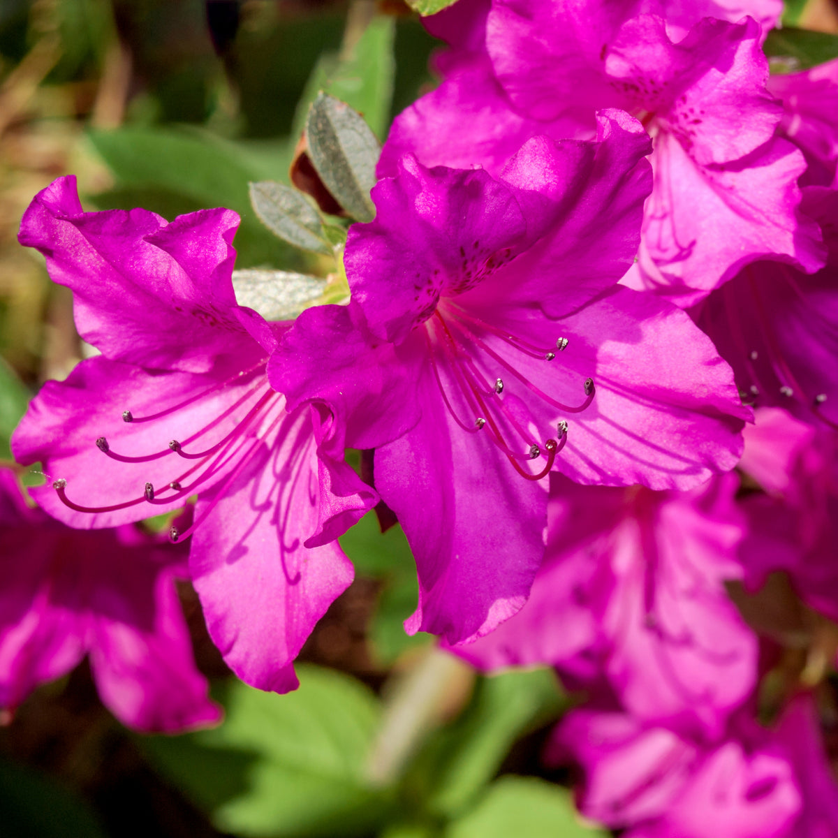 Azalea japonica &#39;Blue Danube&#39; 9cm / 2L