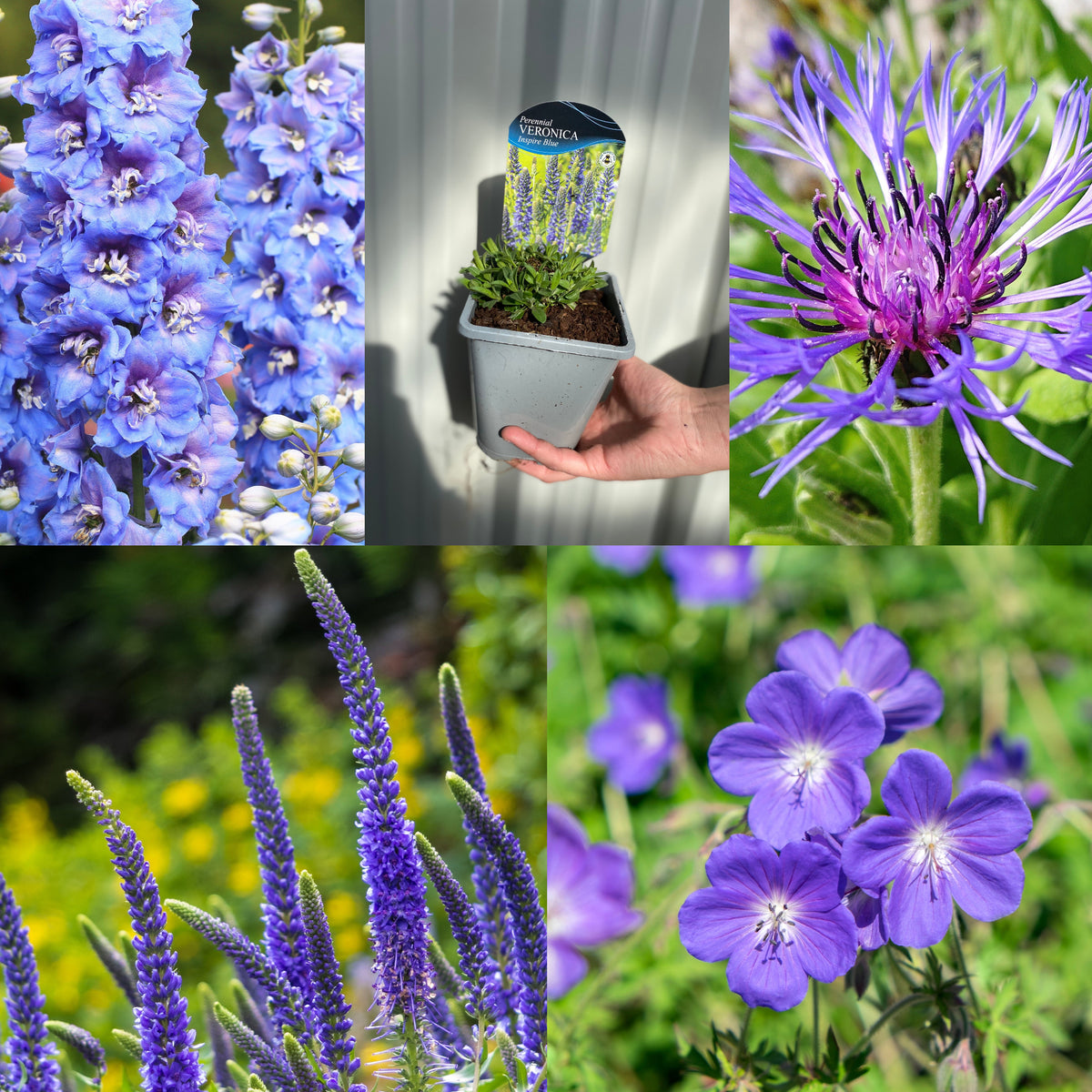 SPECIAL OFFER: Mix of 5 Blue Perennials