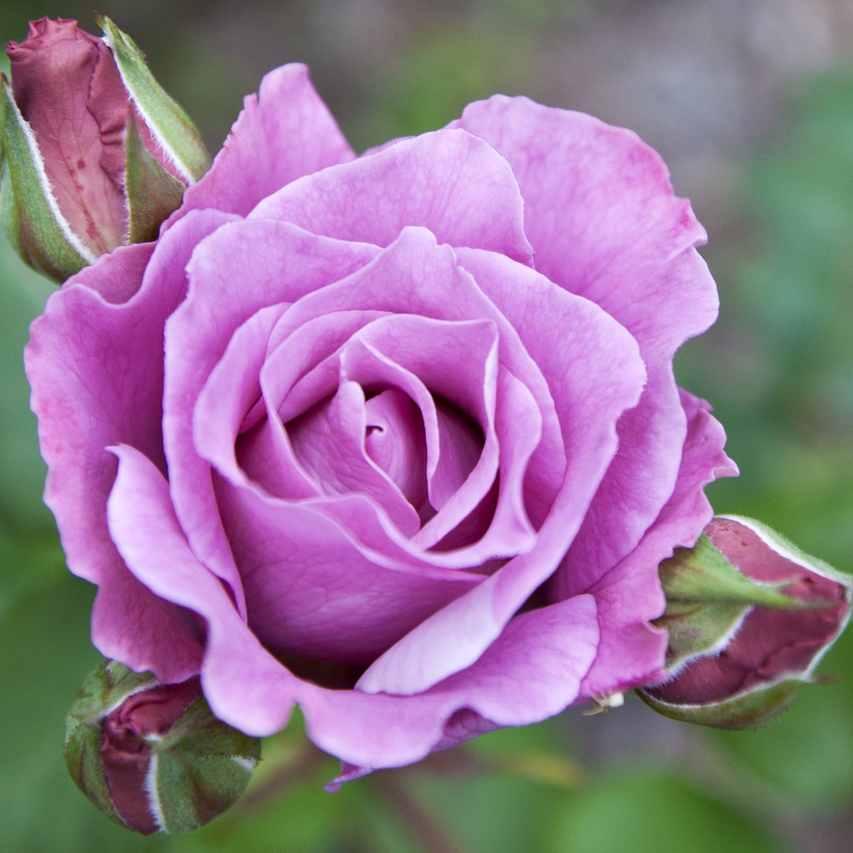 Twice in a Blue Moon Rose | Hybrid Tea | 4L Potted Rose (PRE ORDER DECEMBER &#39;25)