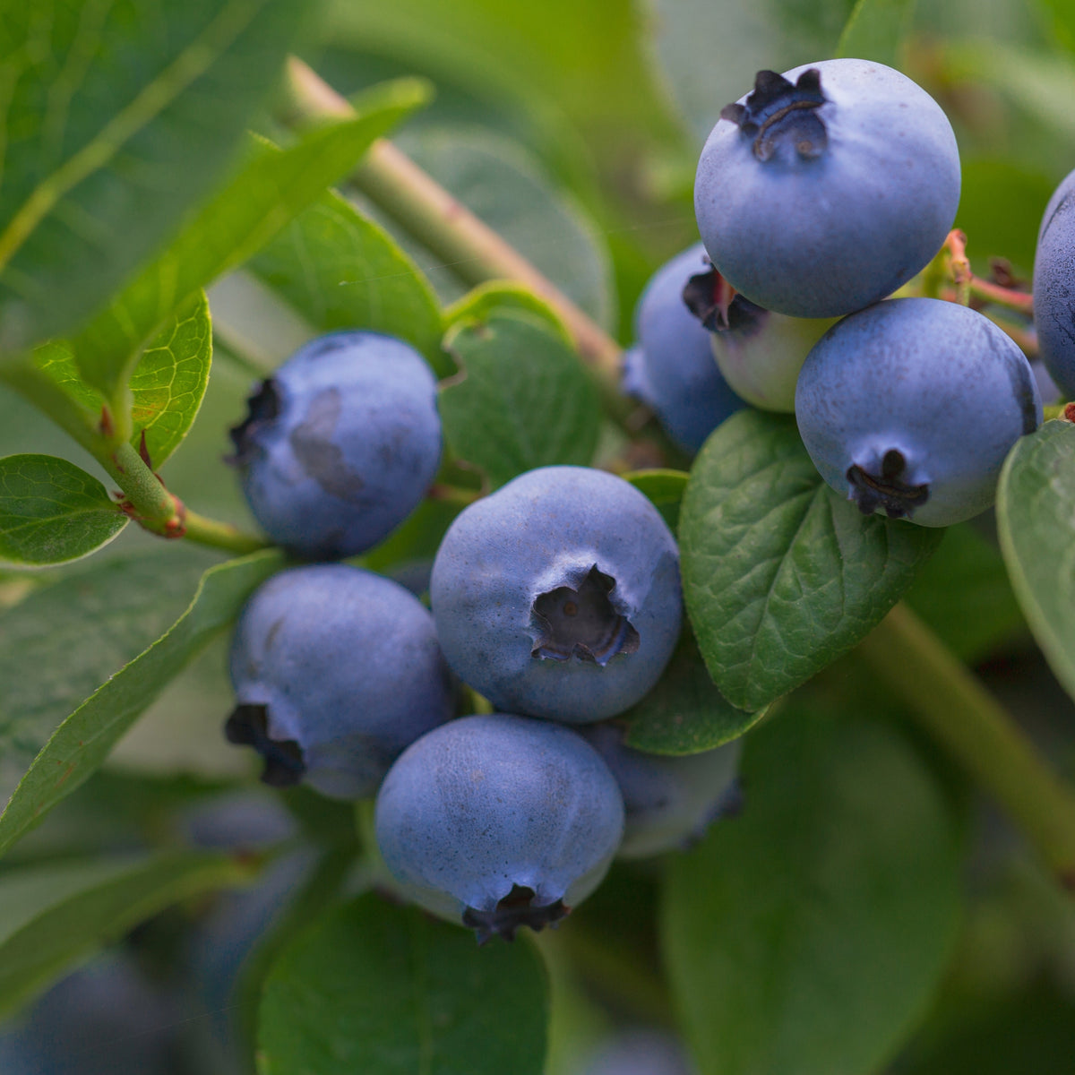 A cluster of ripe Vaccinum - Blueberry - Goldtraube 2L berries growing on a bush, surrounded by green leaves.