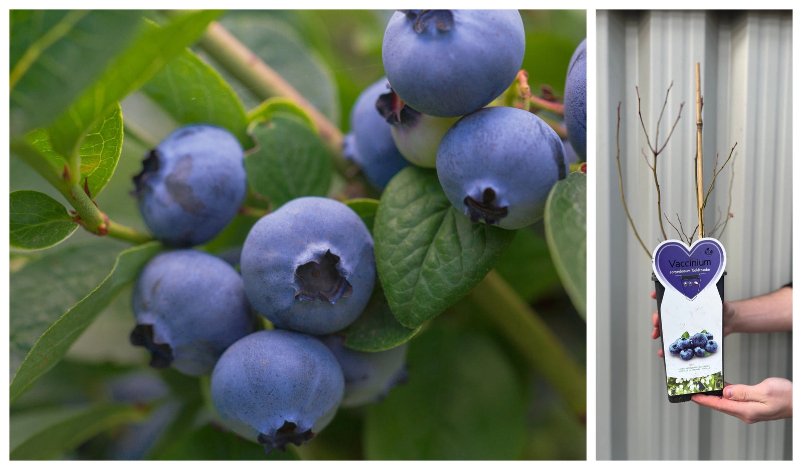 Close-up of ripe Vaccinum - Blueberry - Goldtraube 2L fruit on the branch with green leaves; on the right, a hand displays the packaged, self-fertile plant against a corrugated backdrop.