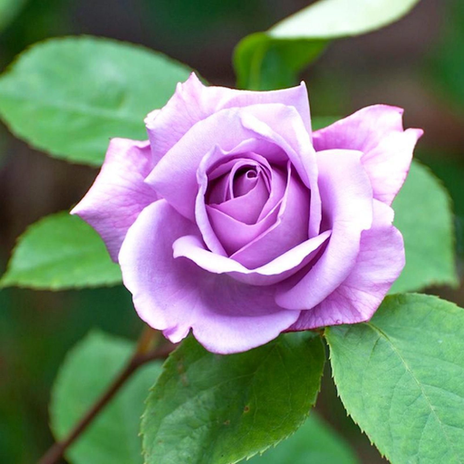 Close-up of the Blue Moon Rose | Hybrid Tea in a 4L pot (PRE ORDER DECEMBER '25), showing its fragrant lilac blooms, delicate petals, and green leaves softly highlighted by natural light.