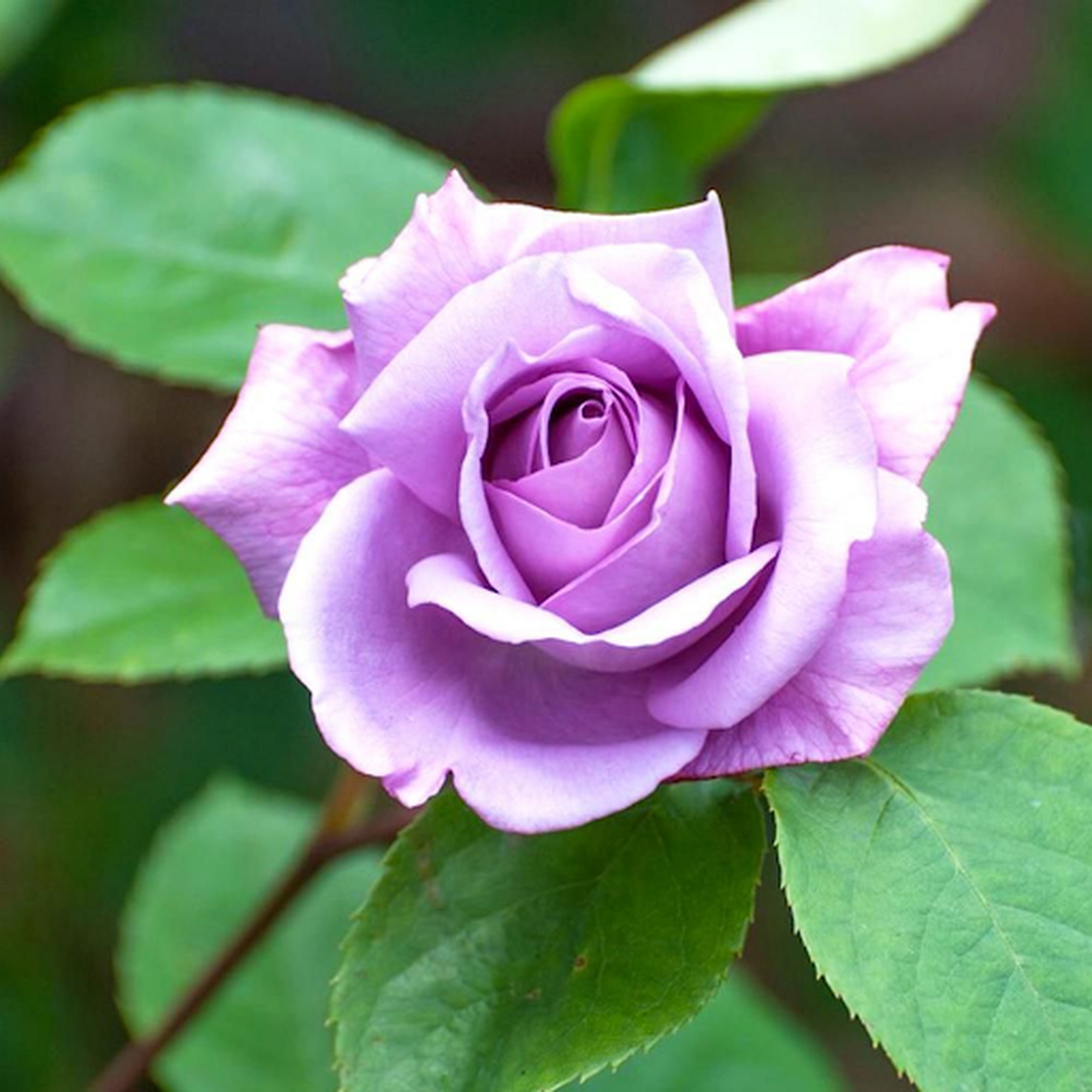 Blue Moon Rose | Hybrid Tea | 4L Potted Rose