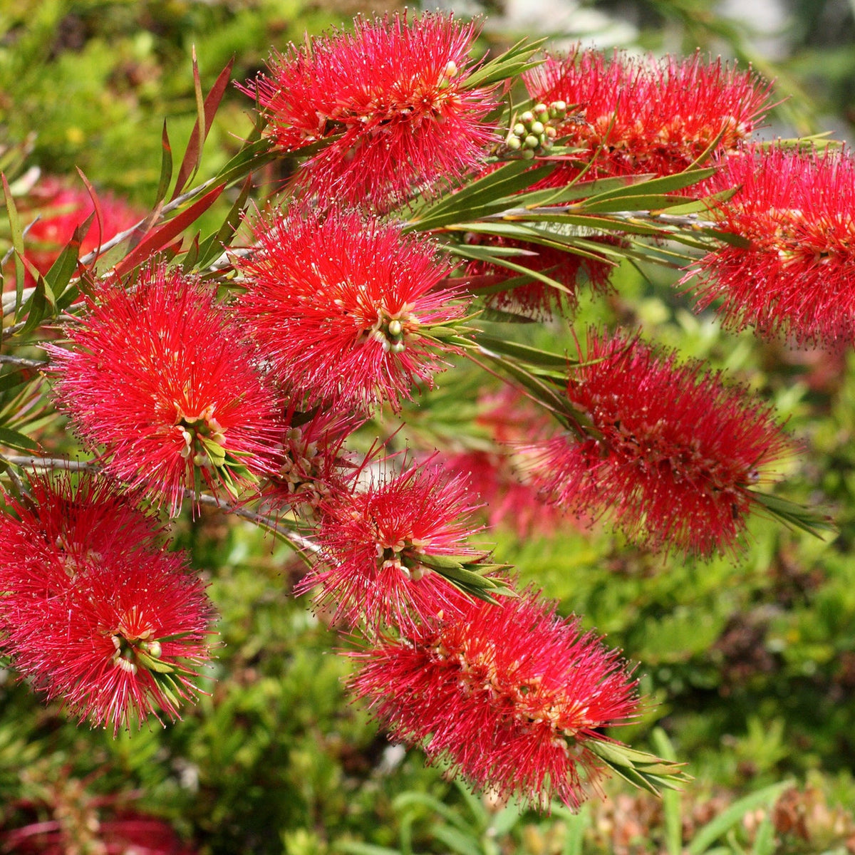 A close-up of vibrant red flower spikes with spiky petals and slender green leaves on a Callistemon citrinus splendens (Bottle Brush Plant, 2L), set against a lush green background.