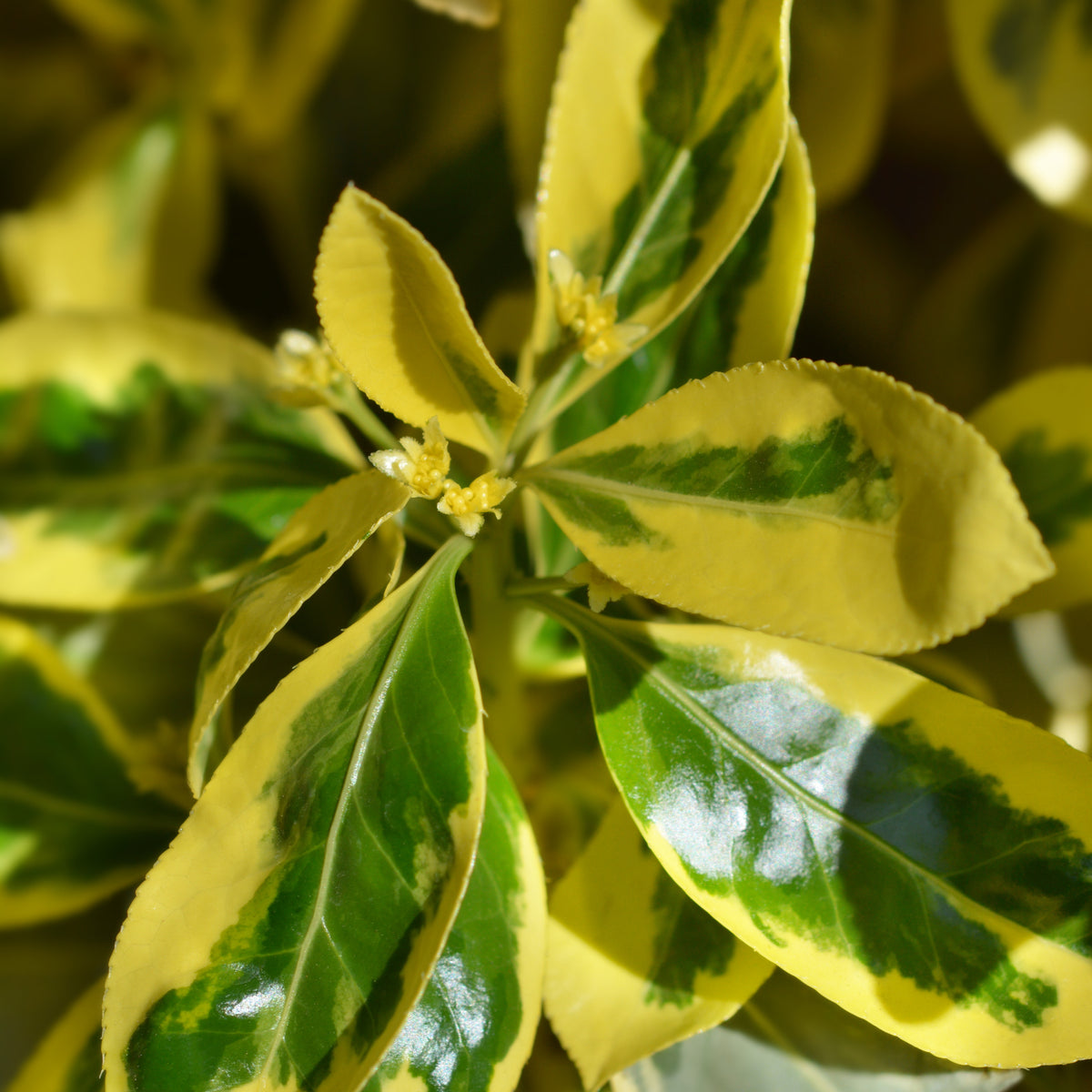 Euonymus japonicus &#39;Bravo&#39; 9cm / 3L