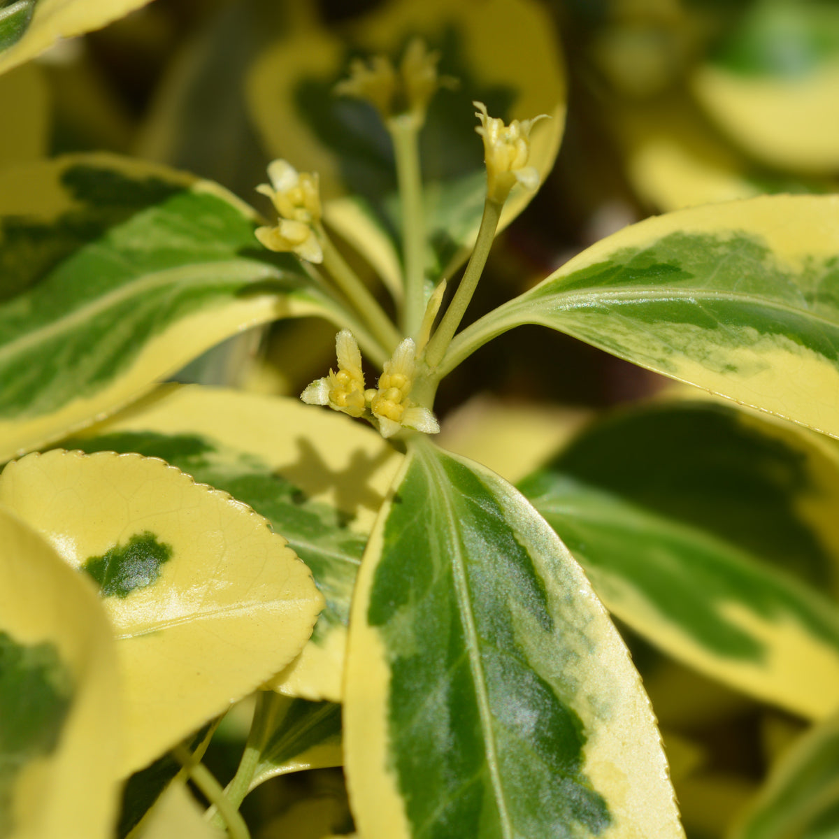 Euonymus japonicus &#39;Bravo&#39; 9cm / 3L