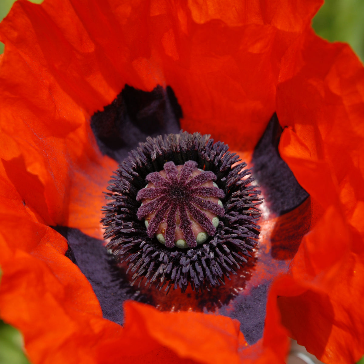 Close-up of Poppy &#39;Brilliant&#39; 2L, a vibrant red perennial prized for cottage gardens, displays delicate ruffled petals encircling a dark purple-black center and intricate stamens.