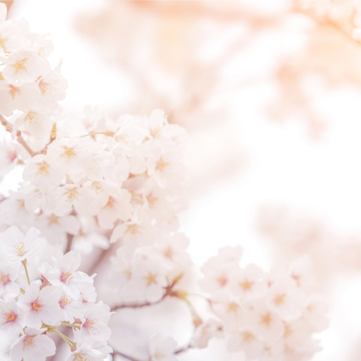 Ornamental Flowering Cherry Blossom Dwarf Tree -  Nipponica ‘Brilliant&#39; (2 Sizes Available)