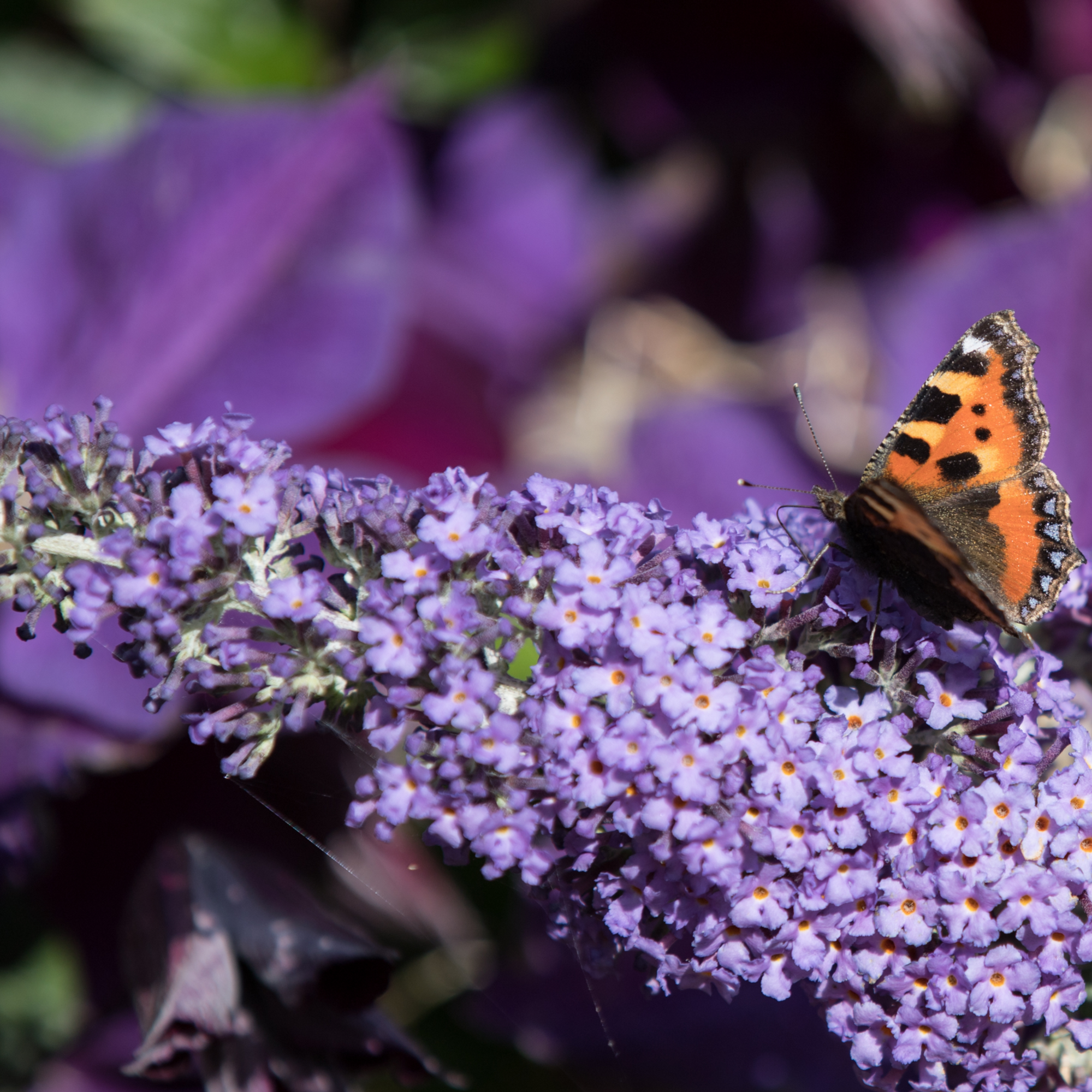 Buddleja Butterfly Candy 'Lila Sweatheart' 9cm/1L/2L/3L