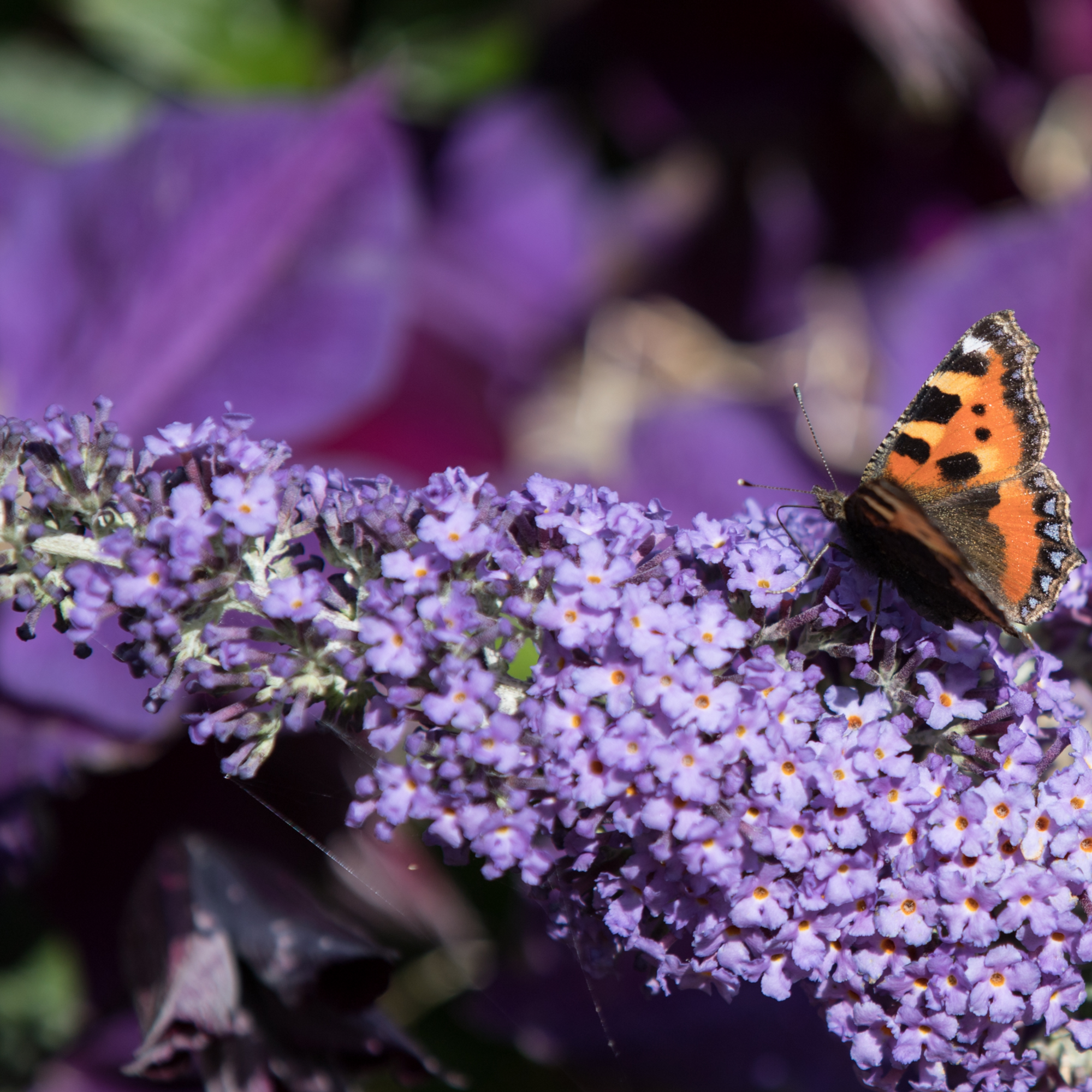 Buddleja Butterfly Candy 'Lila Sweatheart' 1/3L