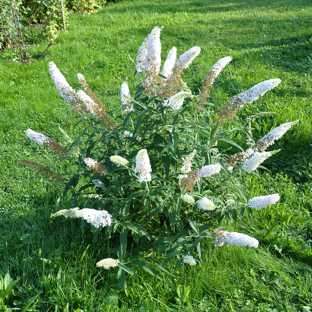 Buddleja Butterfly Candy &#39;Little White&#39; 9cm/1L/3L