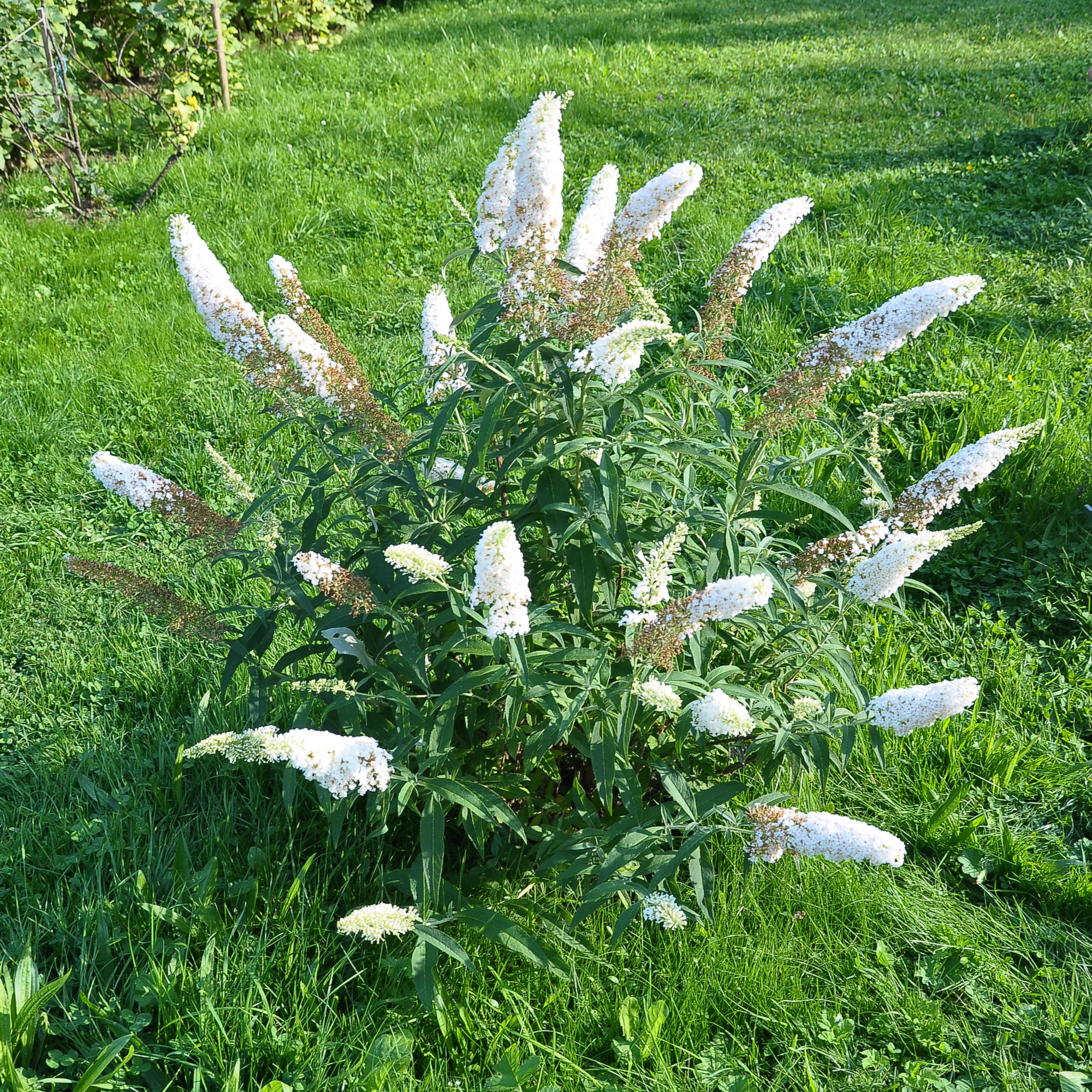 Buddleja Butterfly Candy 'Little White' 1/3L