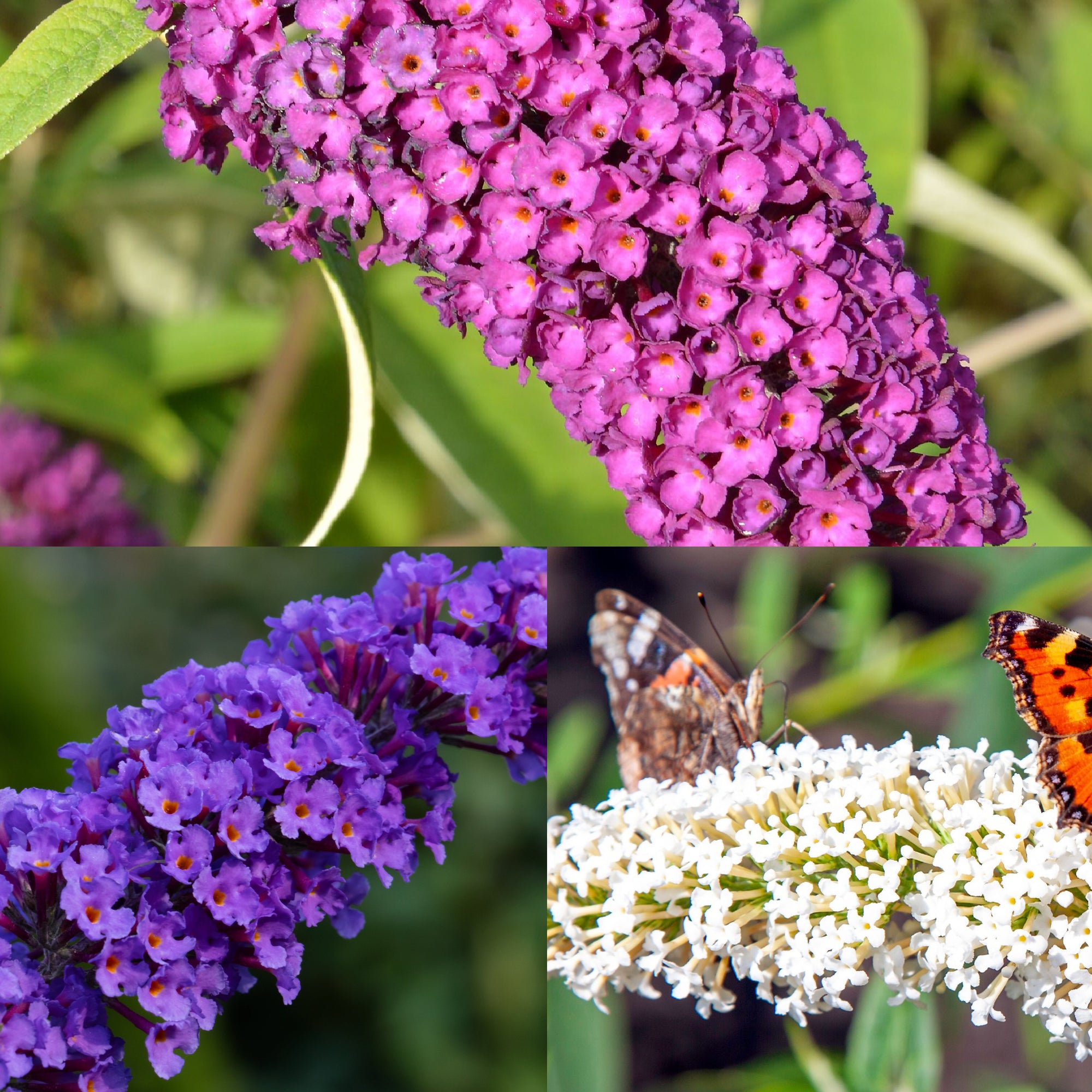 Buddleja Patio Tree - Mixed Colours 1m (Multibuy Offers Available)