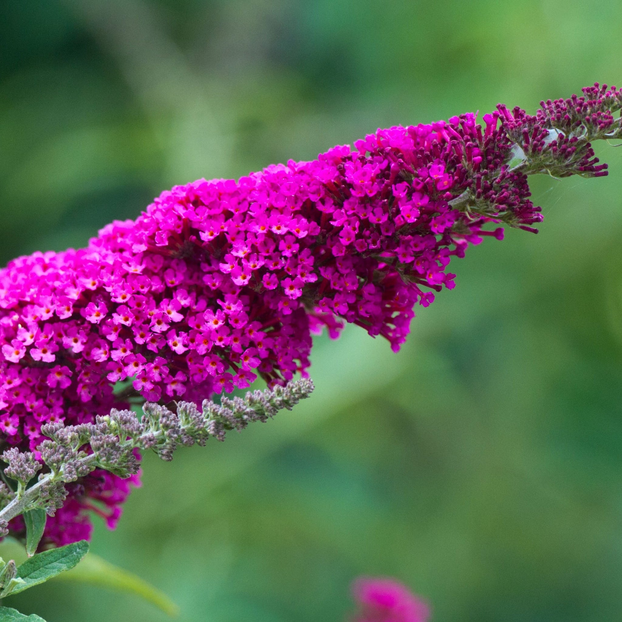 Image: https://www.oneclickplants.co.uk/cdn/shop/products/BuddlejaPink_5000x.jpg?v=1640702430