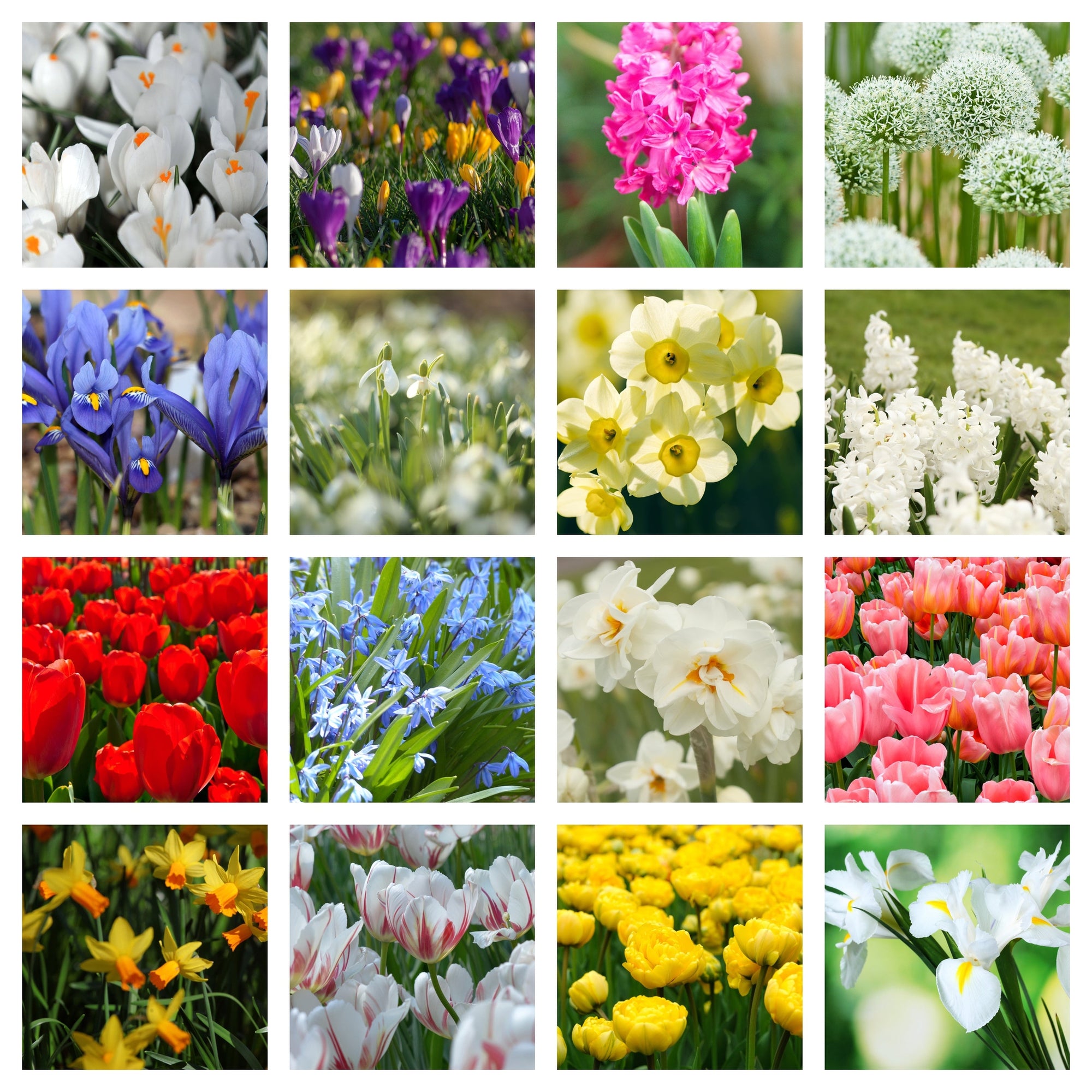 Our Selection of 10 Packets of Spring Flowering Bulbs