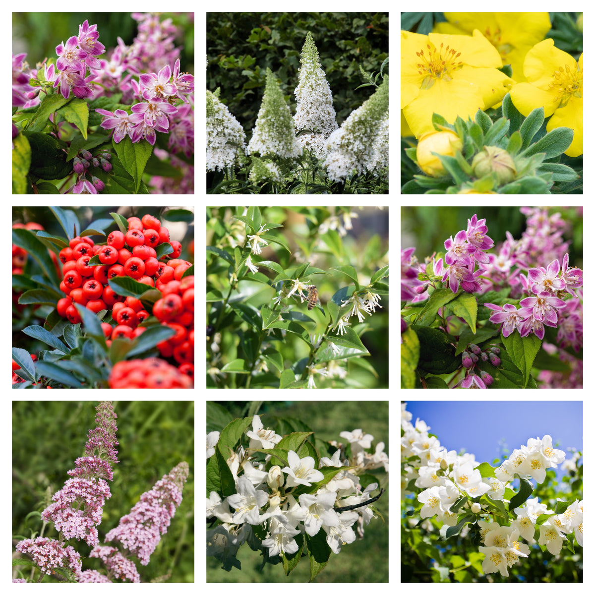 5 Shrubs Attractive to Butterflies, Bees &amp; Other Pollinators