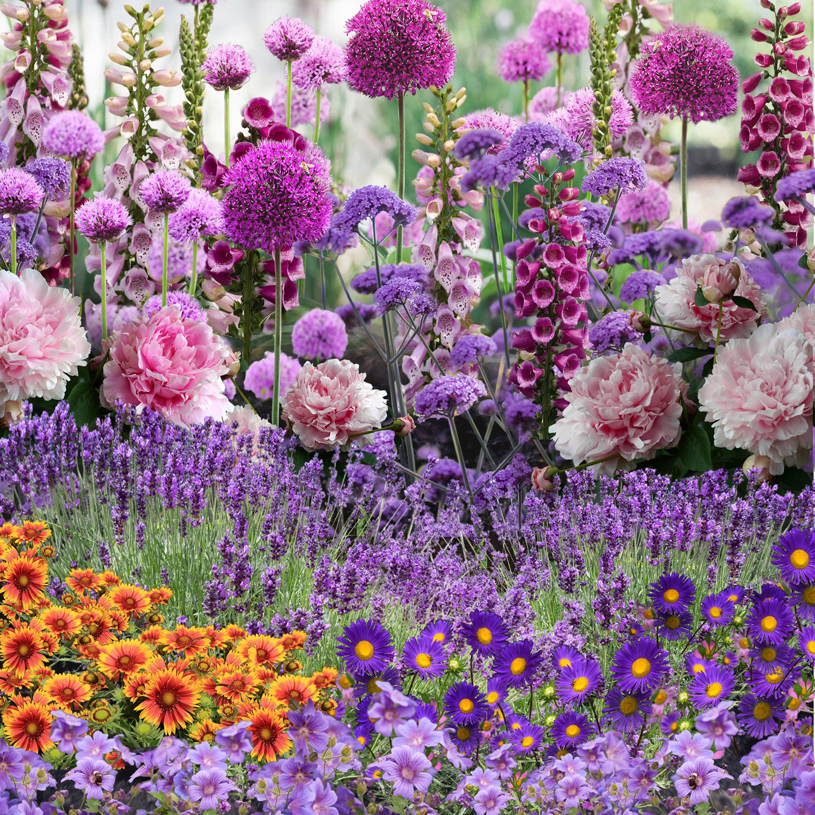 Our Hand Picked Selection of Butterfly and Bee Attracting Plants brings a lush garden of vibrant pink, purple, and orange blooms, with nectar-rich favorites like alliums, foxgloves, lavender, and asters for a stunning landscape.