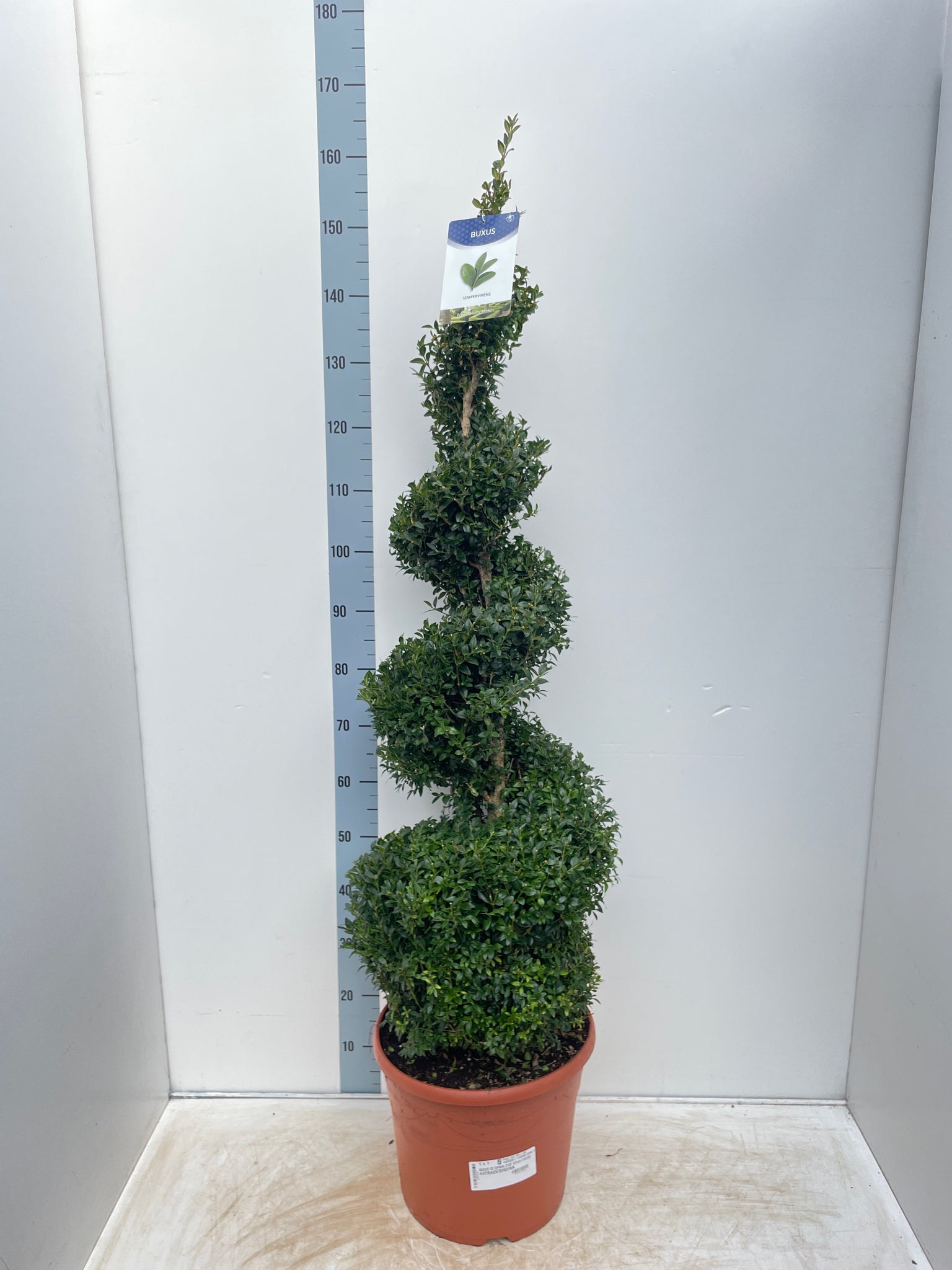 Buxus Spiral 1.6m | Buxus sempervirens Topiary | Box Spiral