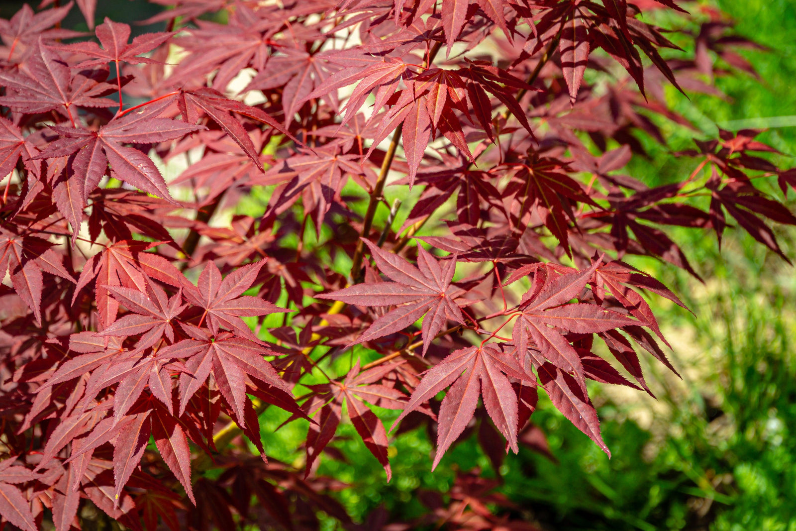 A person in a black long-sleeve Nike top holds an Acer palmatum Atropurpureum 2L with vivid red-purple leaves, standing in front of a wooden fence.