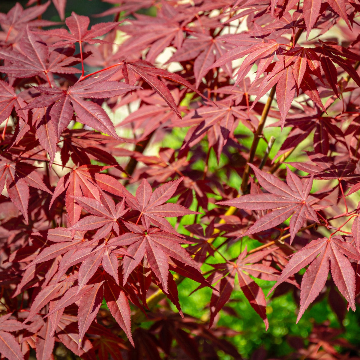 The image showcases deep red, star-shaped leaves of Acer palmatum &#39;Atropurpureum&#39;, their serrated edges and red-purple hues highlighted by sunlight, while a backdrop of bright green foliage provides striking contrast.