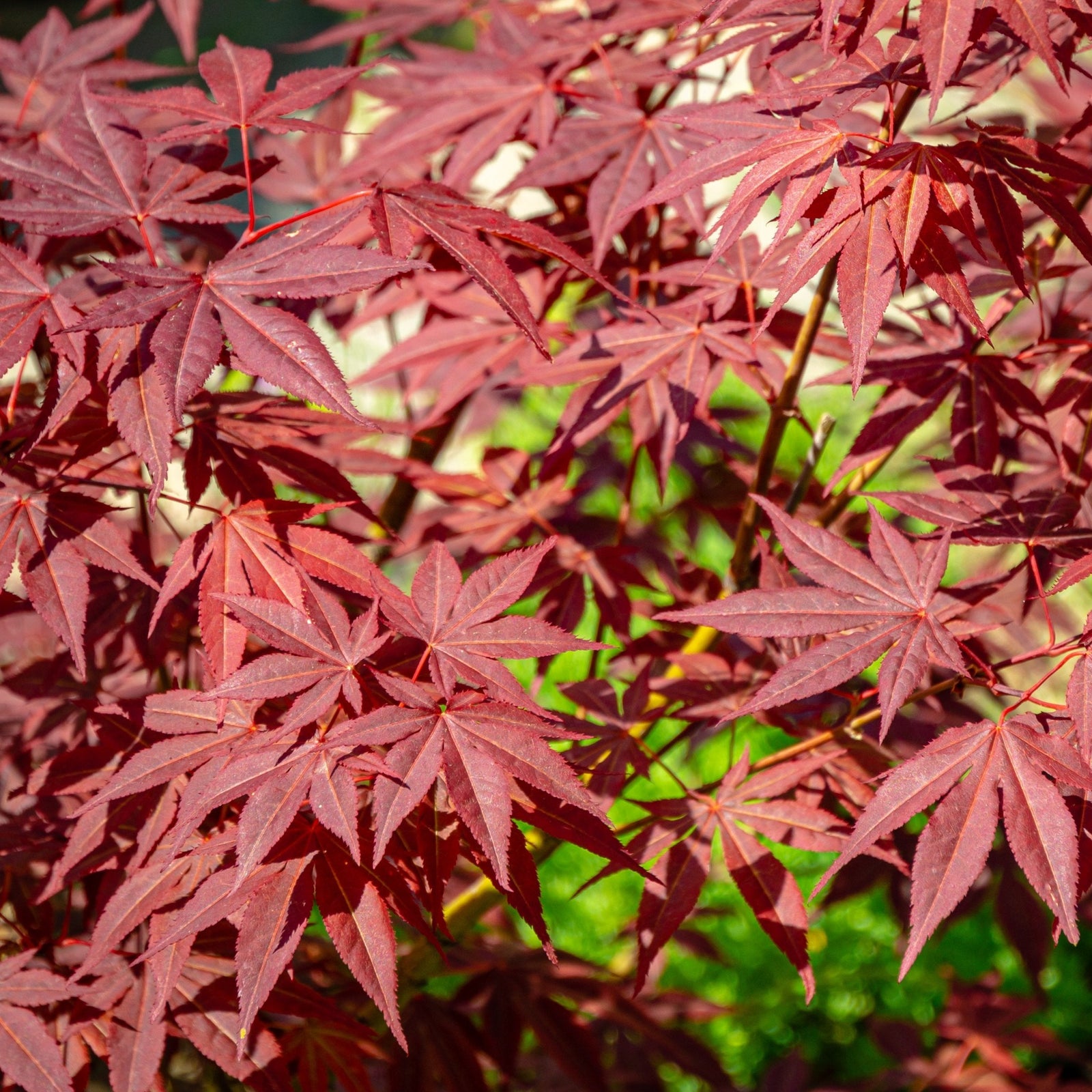 A person holds a potted Acer palmatum 'Atropurpureum' with striking red-purple leaves. A care label featuring the tree’s image is visible in the pot, all set against a white vertical panel wall background.
