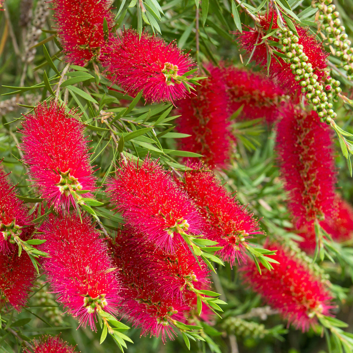 Standard Callistemon - Bottle Brush (70-80cm)