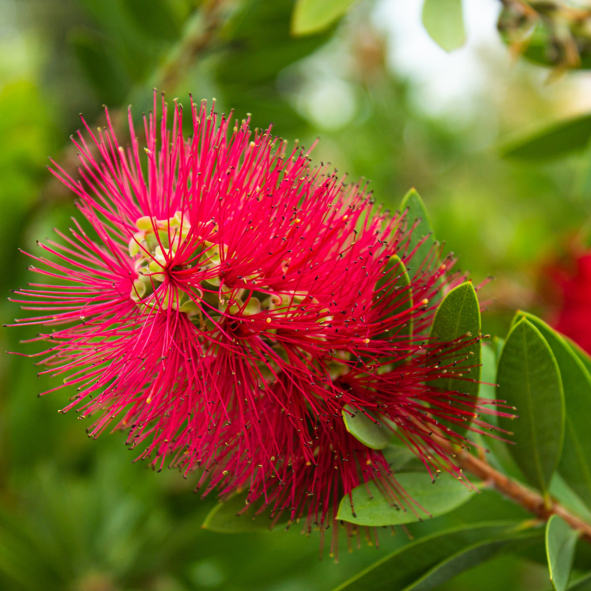 Standard Callistemon - Bottle Brush (70-80cm)