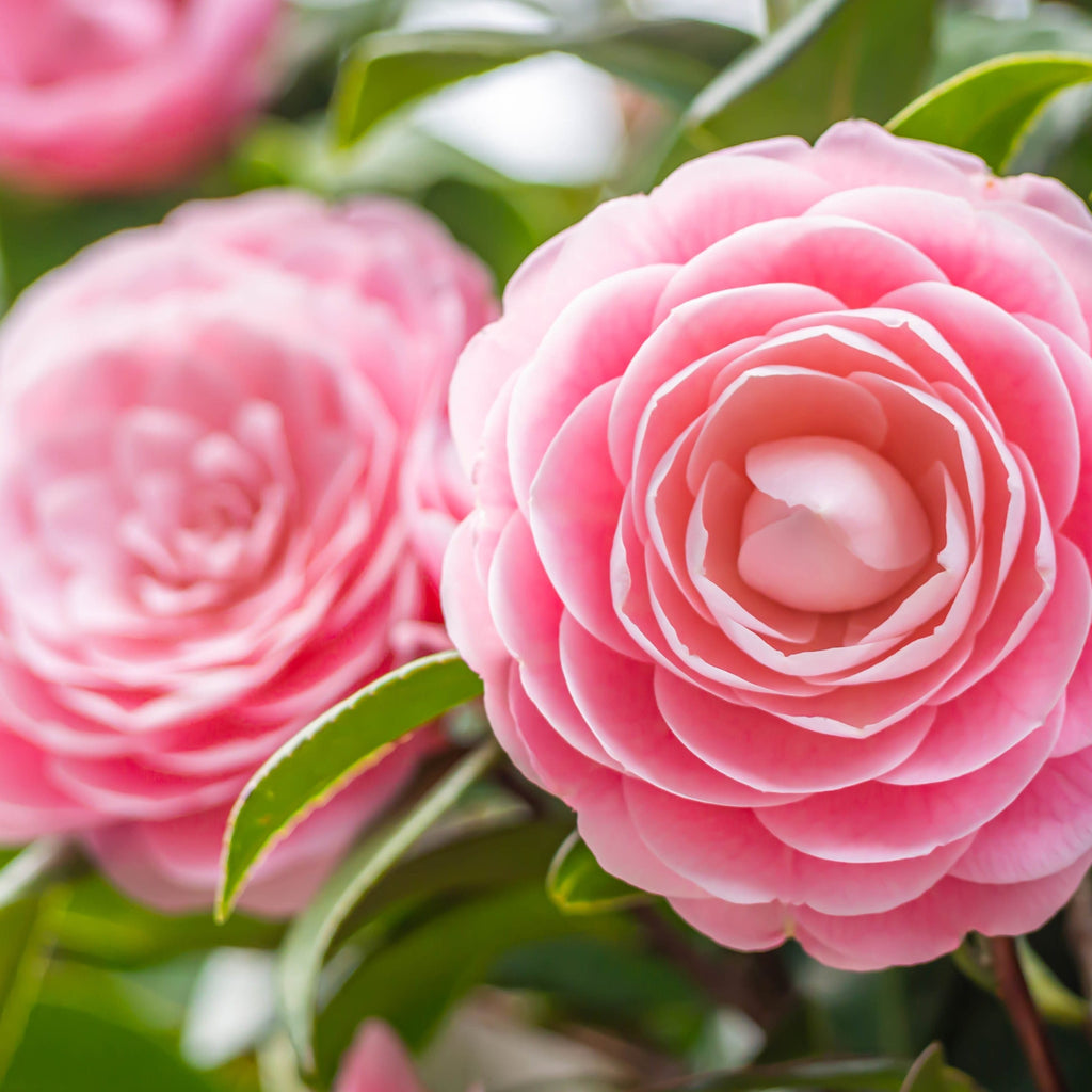 Camellia japonica 'Wilsoodii€™ 3L (70cm Tall) - One Click Plants