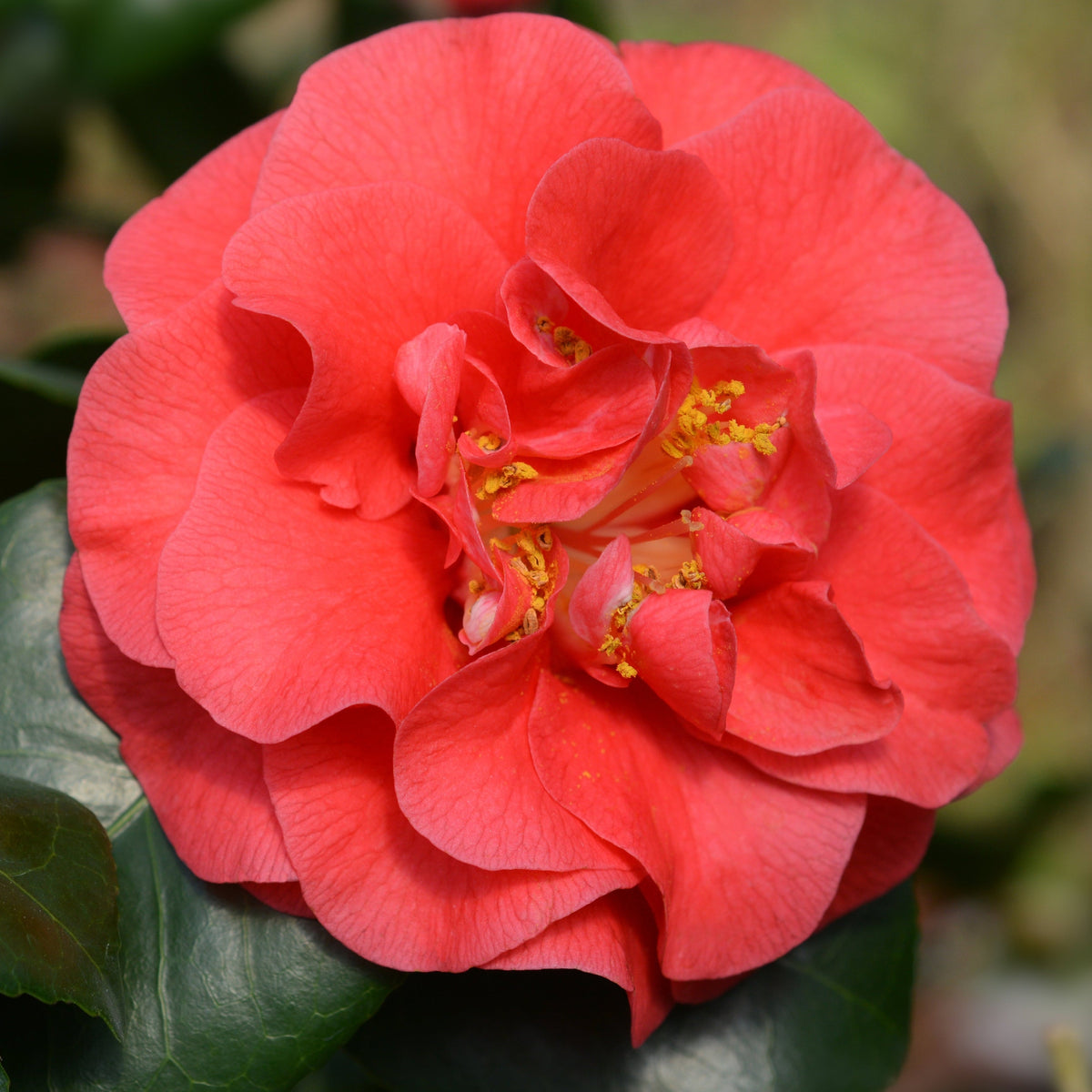 Camellia japonica &#39;Lady Campbell&#39; 3L