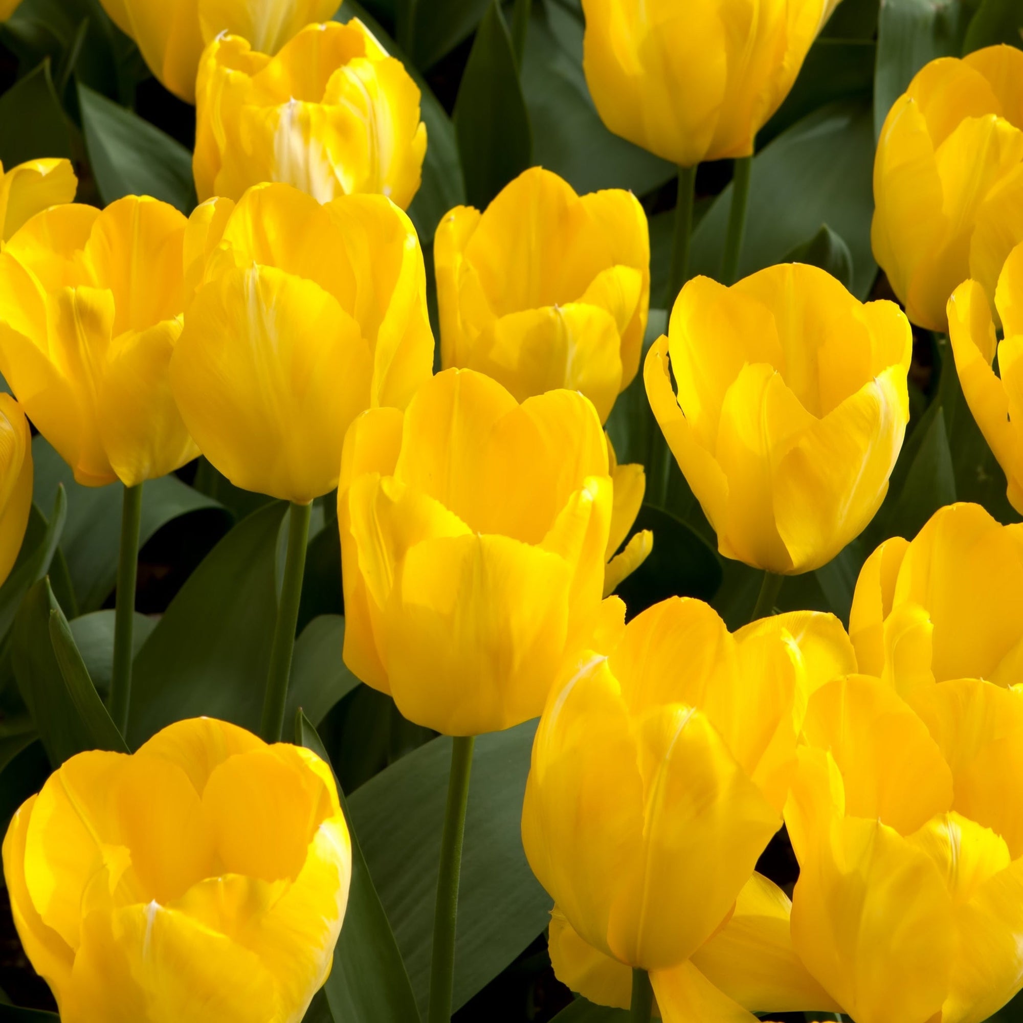 Tulip 'Candela' (6 Bulbs)
