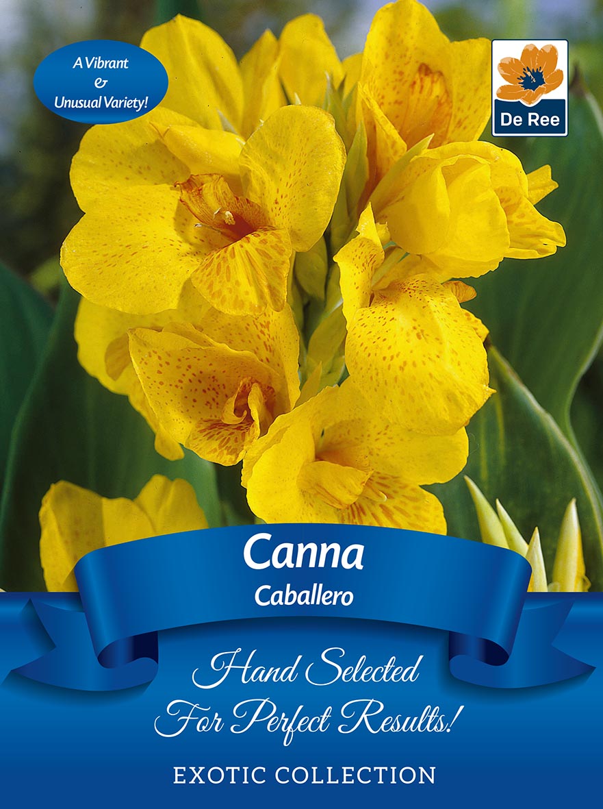 Close-up of vibrant yellow Canna &#39;Caballero&#39; flowers with spotted petals and green leaves. Supplied as 1 bulb from the Exotic Collection. Ideal for containers. Blue label: Hand Selected For Perfect Results!.