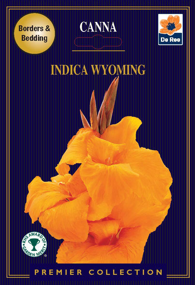 Canna Lily | Indica Wyoming | 1 Corm