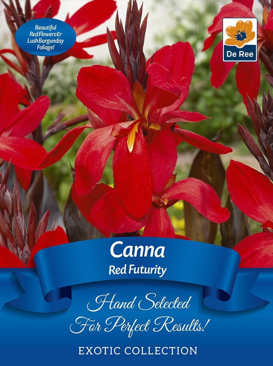 Close-up of vibrant red Canna &#39;Red Futuriy&#39; flowers with dark foliage, ideal for cut flowers. A blue banner reads: Canna &#39;Red Futuriy&#39; | Exotic Collection | Hand Selected For Perfect Results! Grows to 90cm. 1 corm.