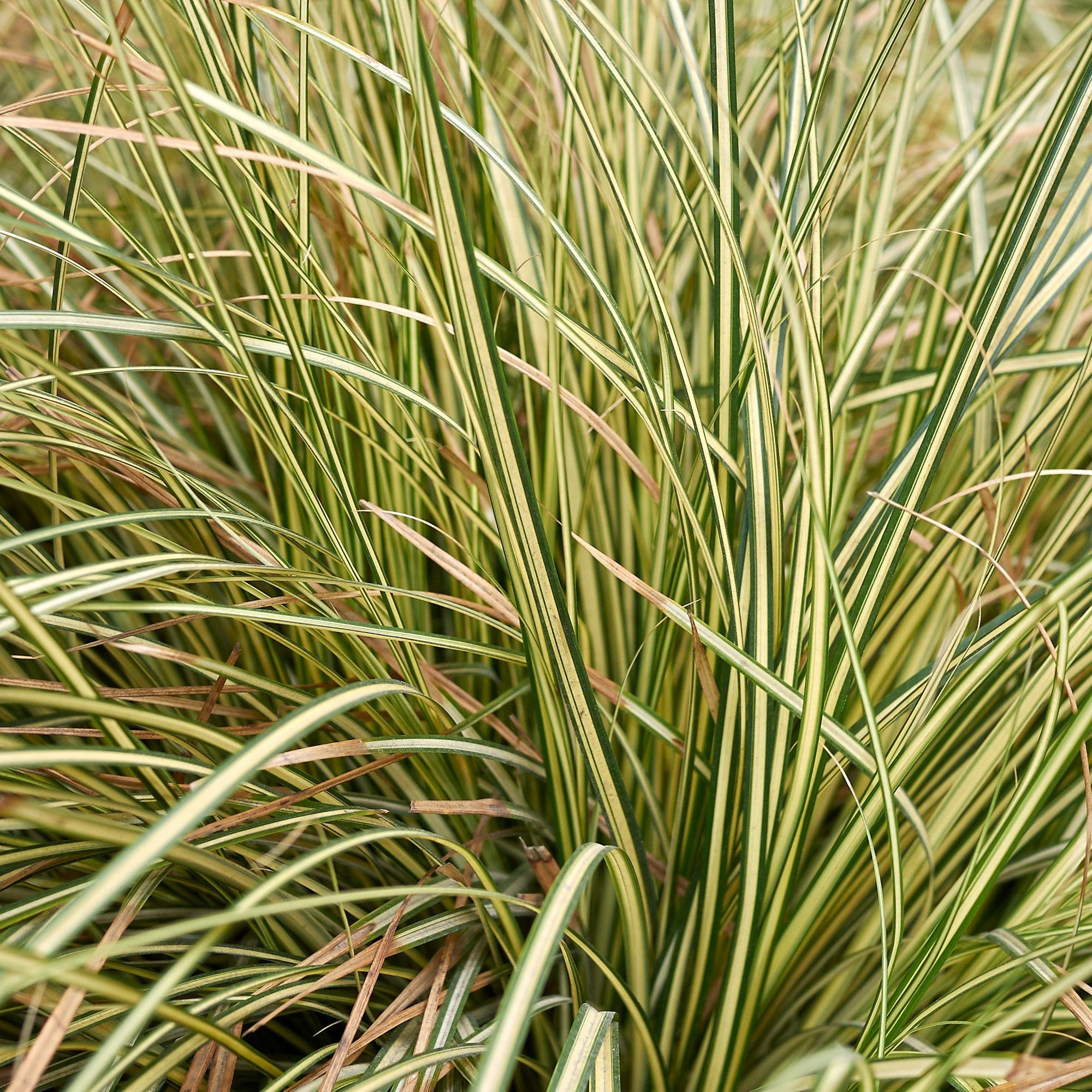 Carex Grass Oshimensis -  'Evergold' 2L