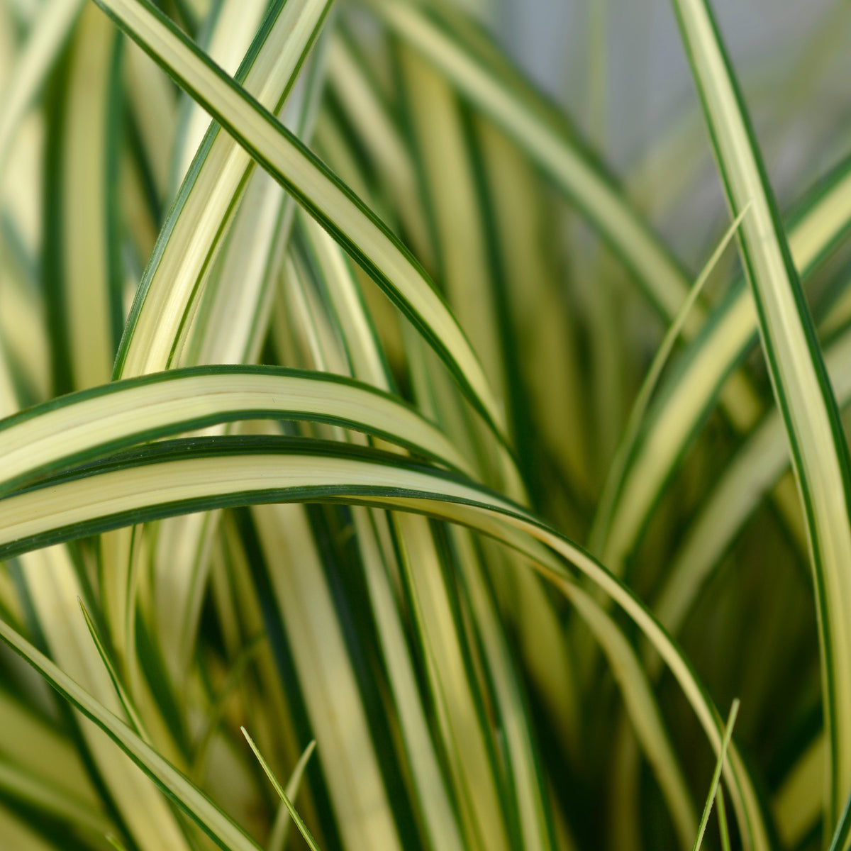 Close-up of Carex oshimensis &#39;Eversheen&#39; ornamental grass (1L), featuring long, slender green leaves with creamy yellow stripes. The striking variegated foliage curves gracefully, adding a decorative touch against a softly blurred background.