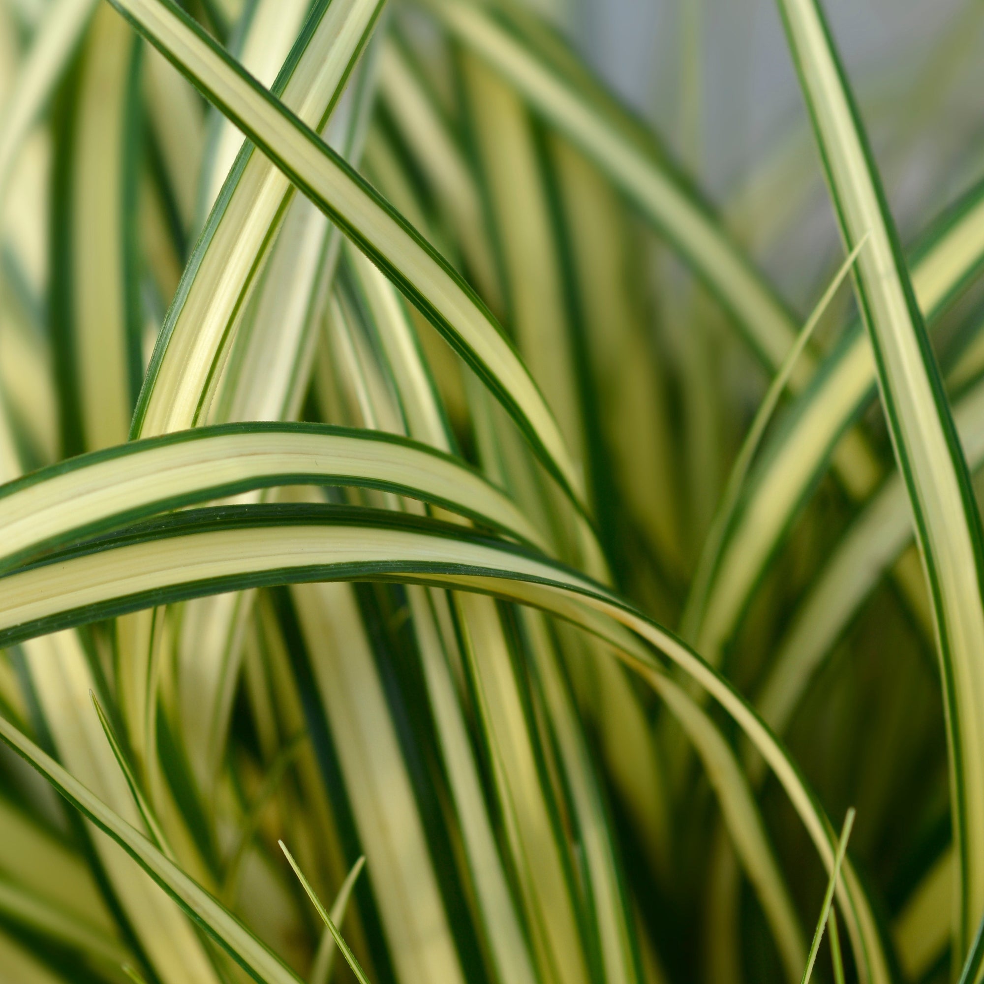 Carex oshimensis 'Eversheen' ornamental grass 1L