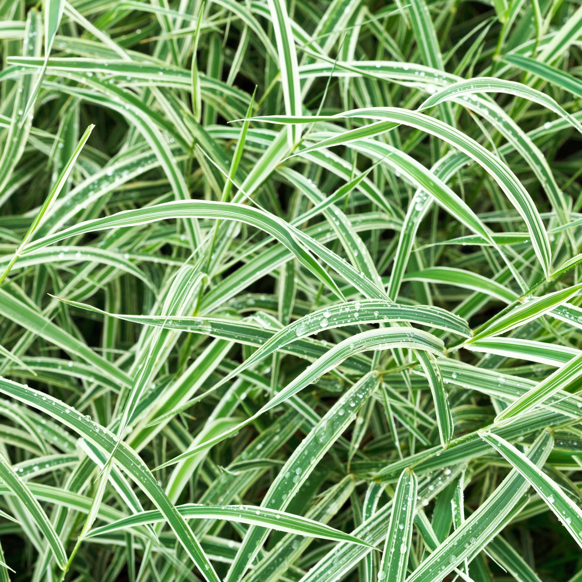 Close-up of dense, narrow green leaves with white stripes and edges—highlighting the low-maintenance, evergreen Carex - Everest ornamental grass. Available in 9cm, 1L, and 2L pots.