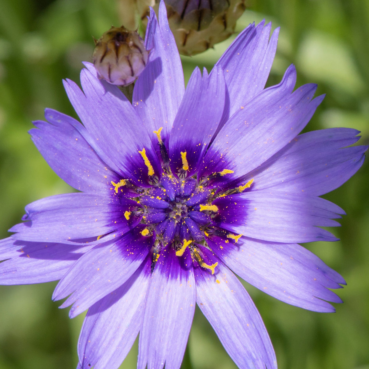 Close-up of Catananche caerulea 9cm/2L, a striking perennial with blue petals, dark purple center, and yellow pollen, set against blurred green foliage in the background.