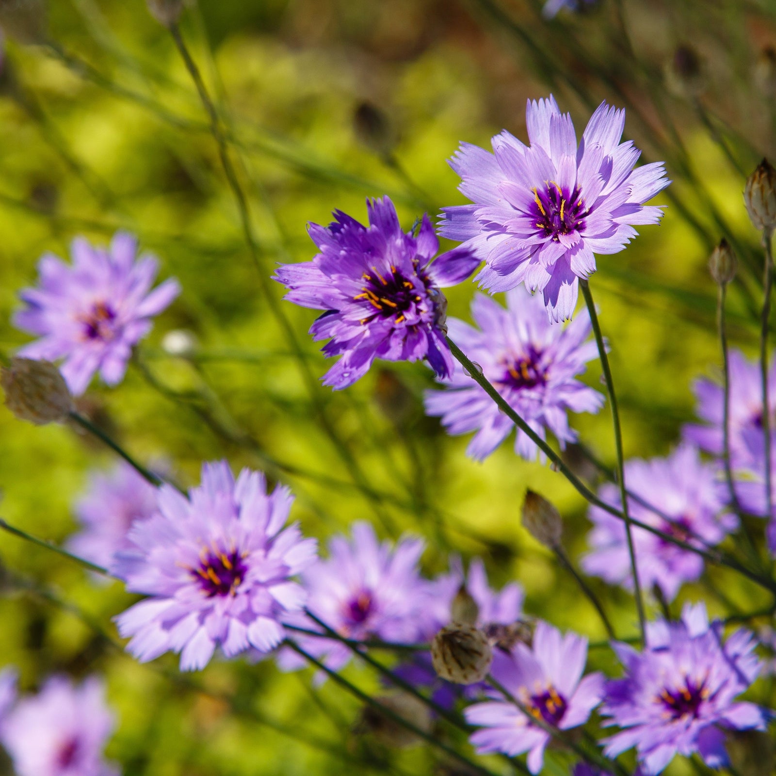 Catananche caerulea 9cm/2L features vibrant blue perennial blooms with yellow centers, standing out beautifully against green and yellow backgrounds for a lively, colorful garden display.