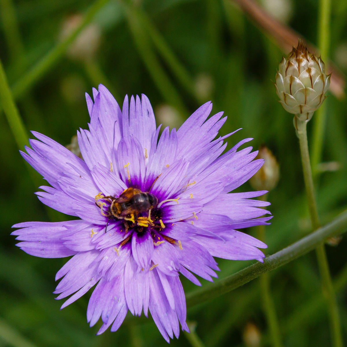 A bee gathers pollen from a blooming Catananche caerulea 9cm/2L, a vibrant purple perennial flower, amid green stems and an unopened bud.