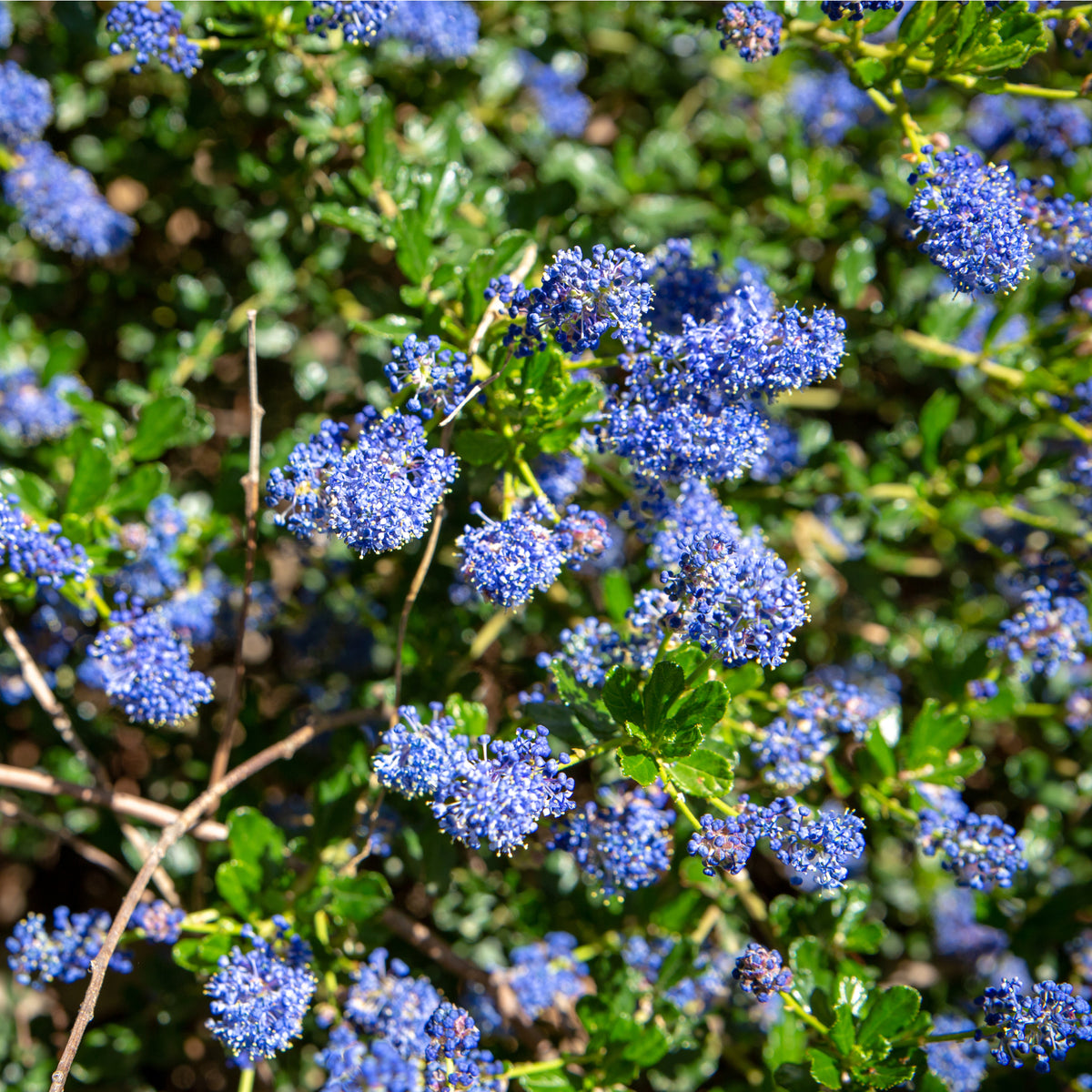 Ceanothus &#39;Spring Party&#39;  (Californian Lilac) 2L