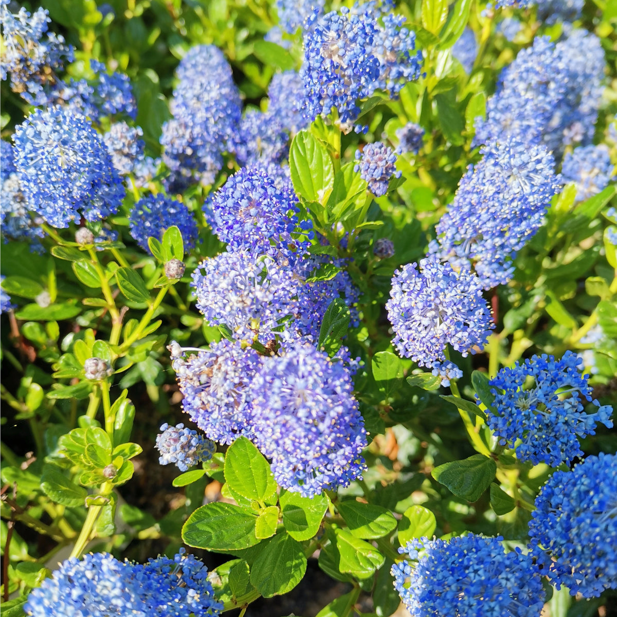 Ceanothus &#39;Victoria&#39; (Californian Lilac) 9cm/2L/5L/10L